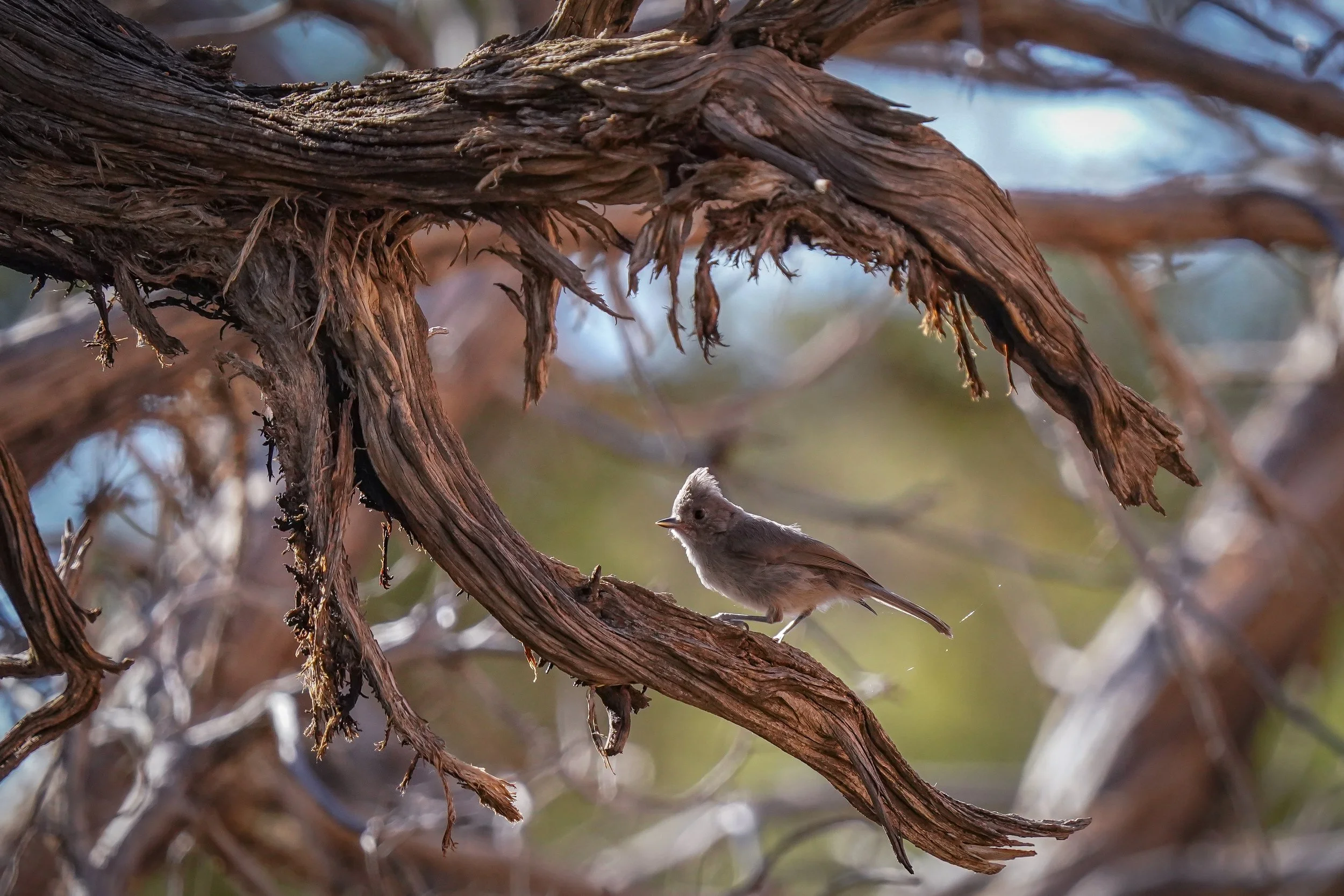 Juniper Titmouse