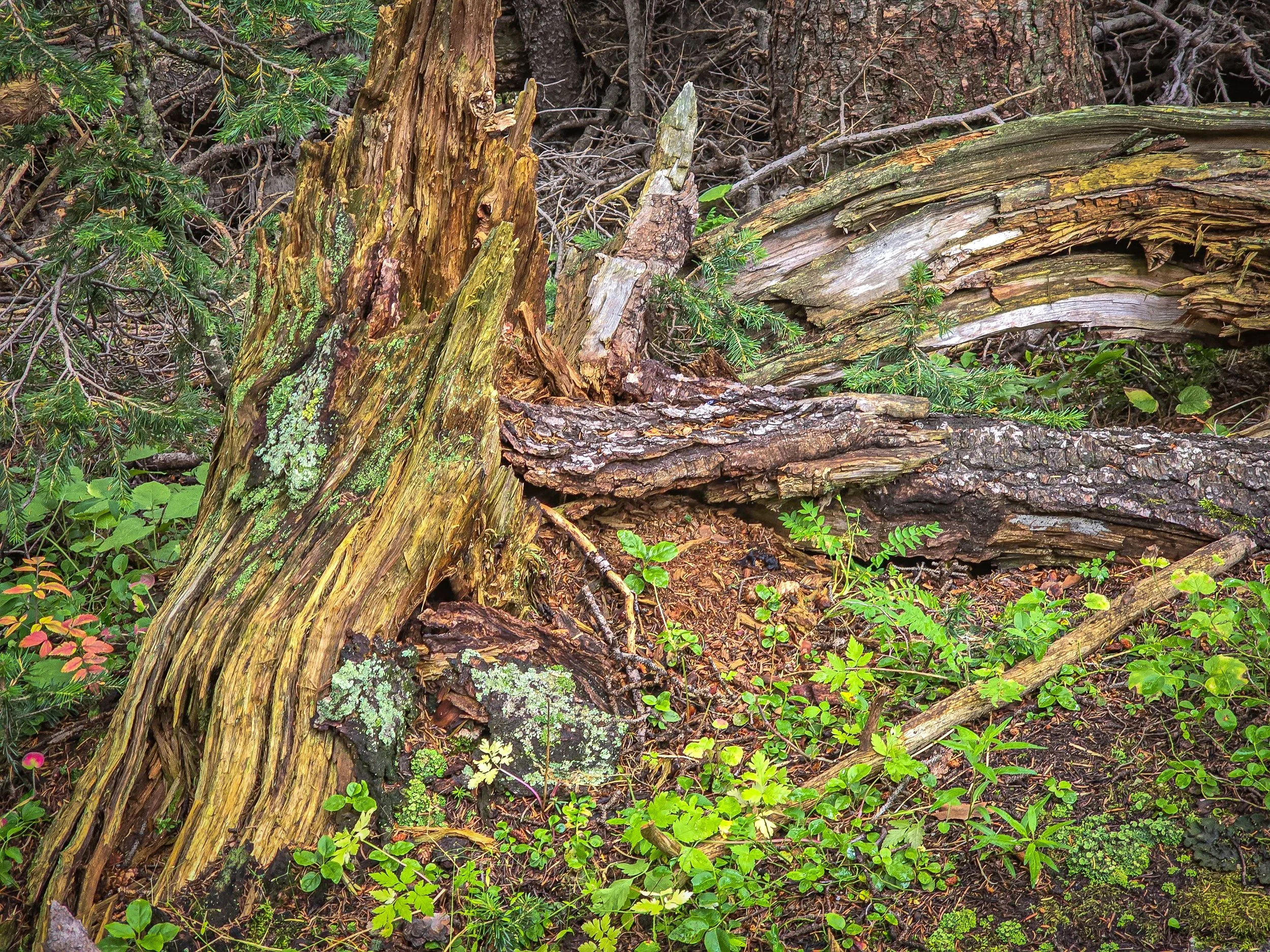 Moss everywhere!