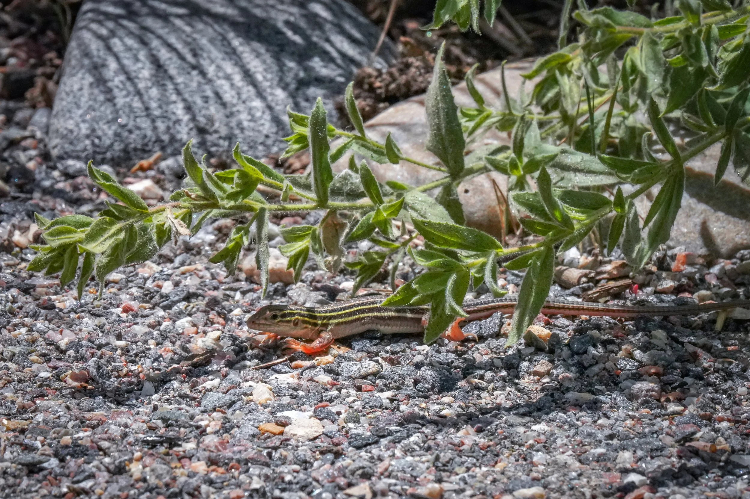 2024-06-22-birds-and-blooms-laura-sheets-27.jpg