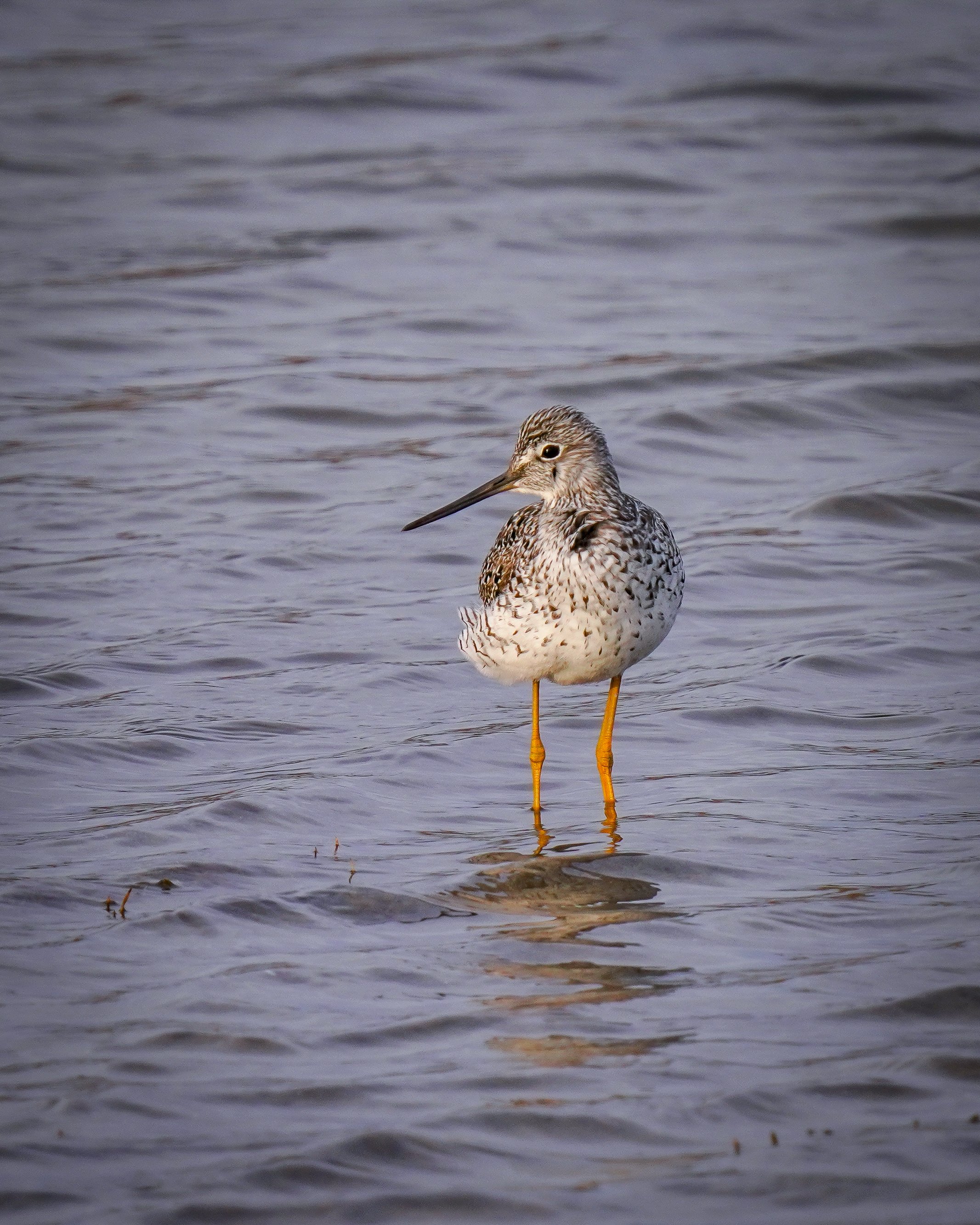 Greater Yellowlegs