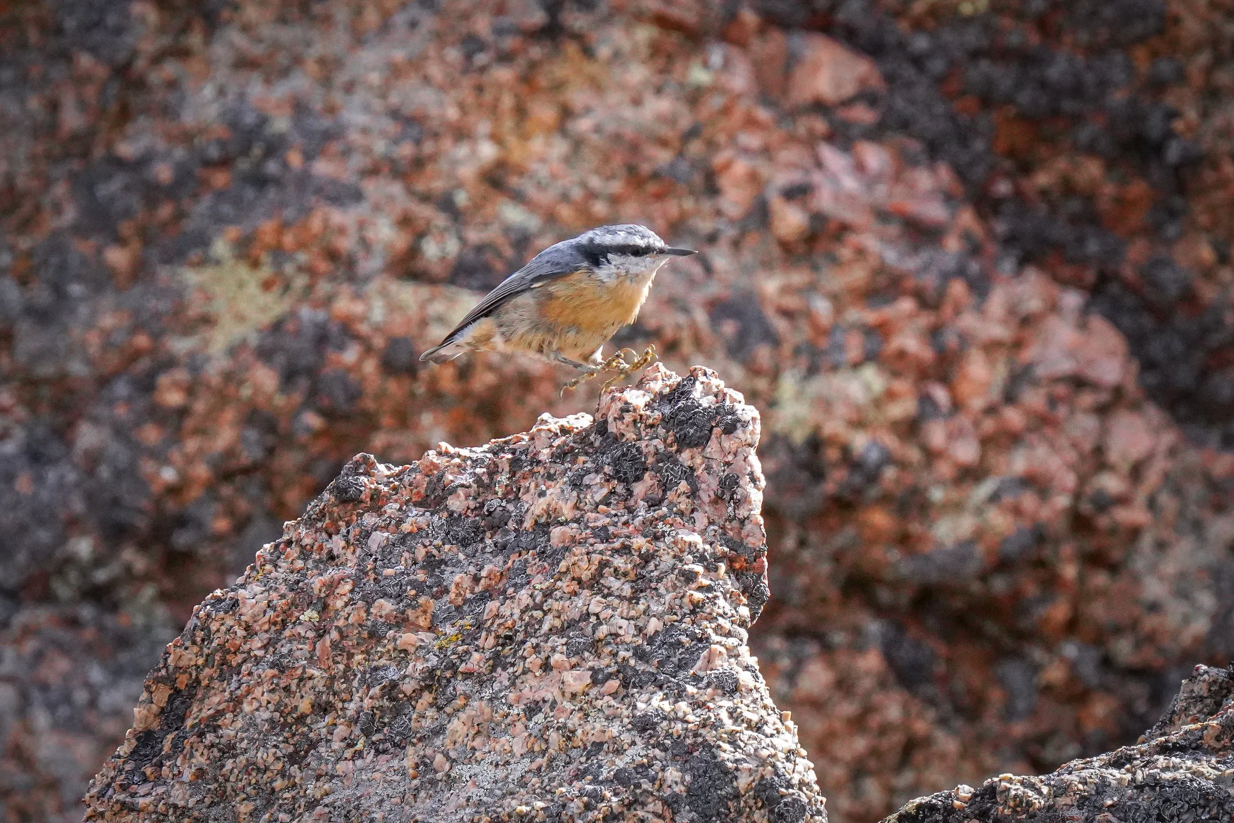 Red-breasted Nuthatch
