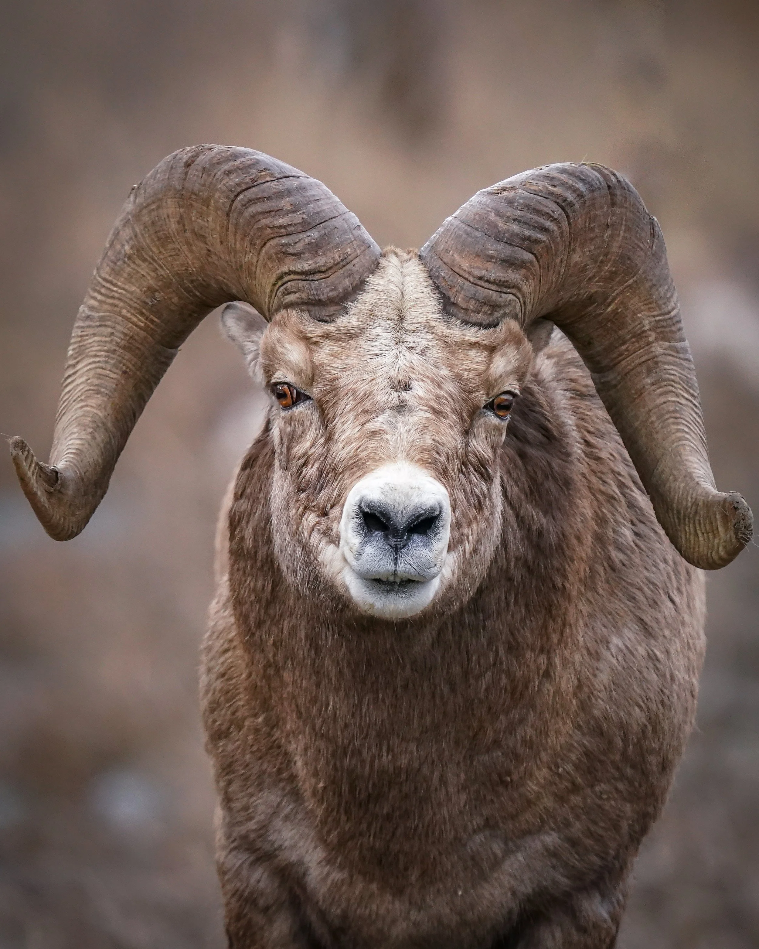 Mature old ram portrait
