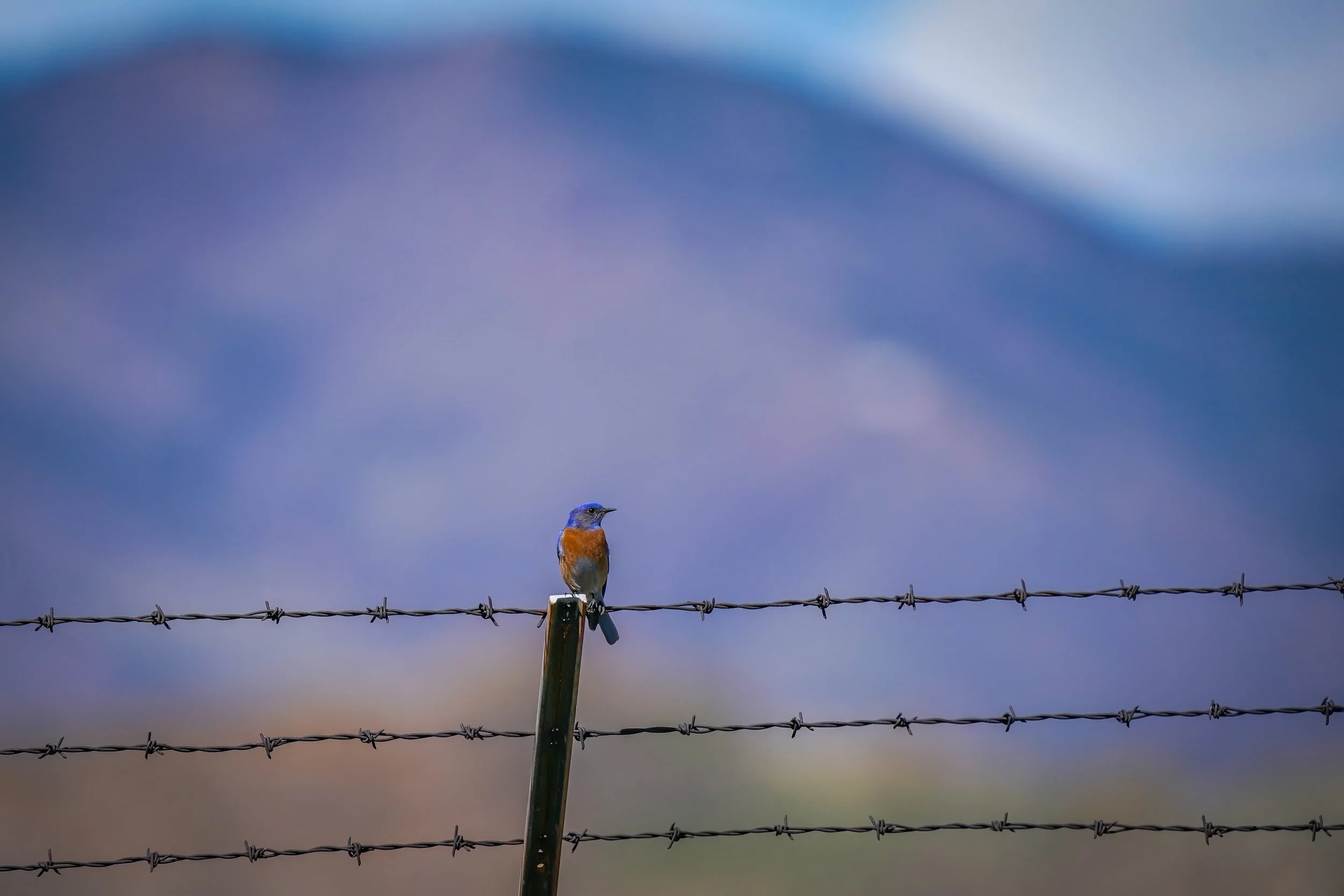 Western Bluebird