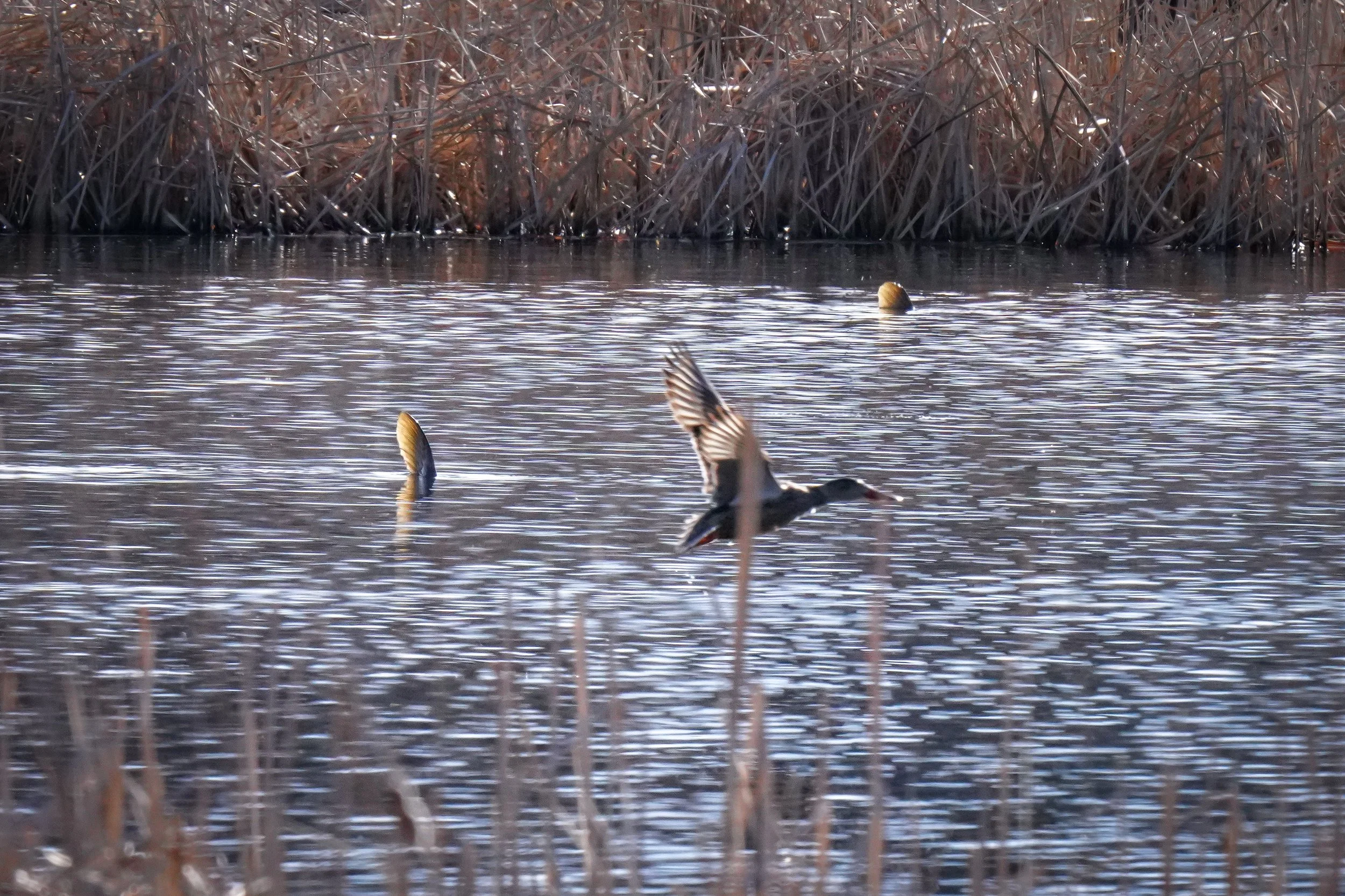 Northern Shoveler fly-by (but look at the fish fins sticking up from the water in the background!)