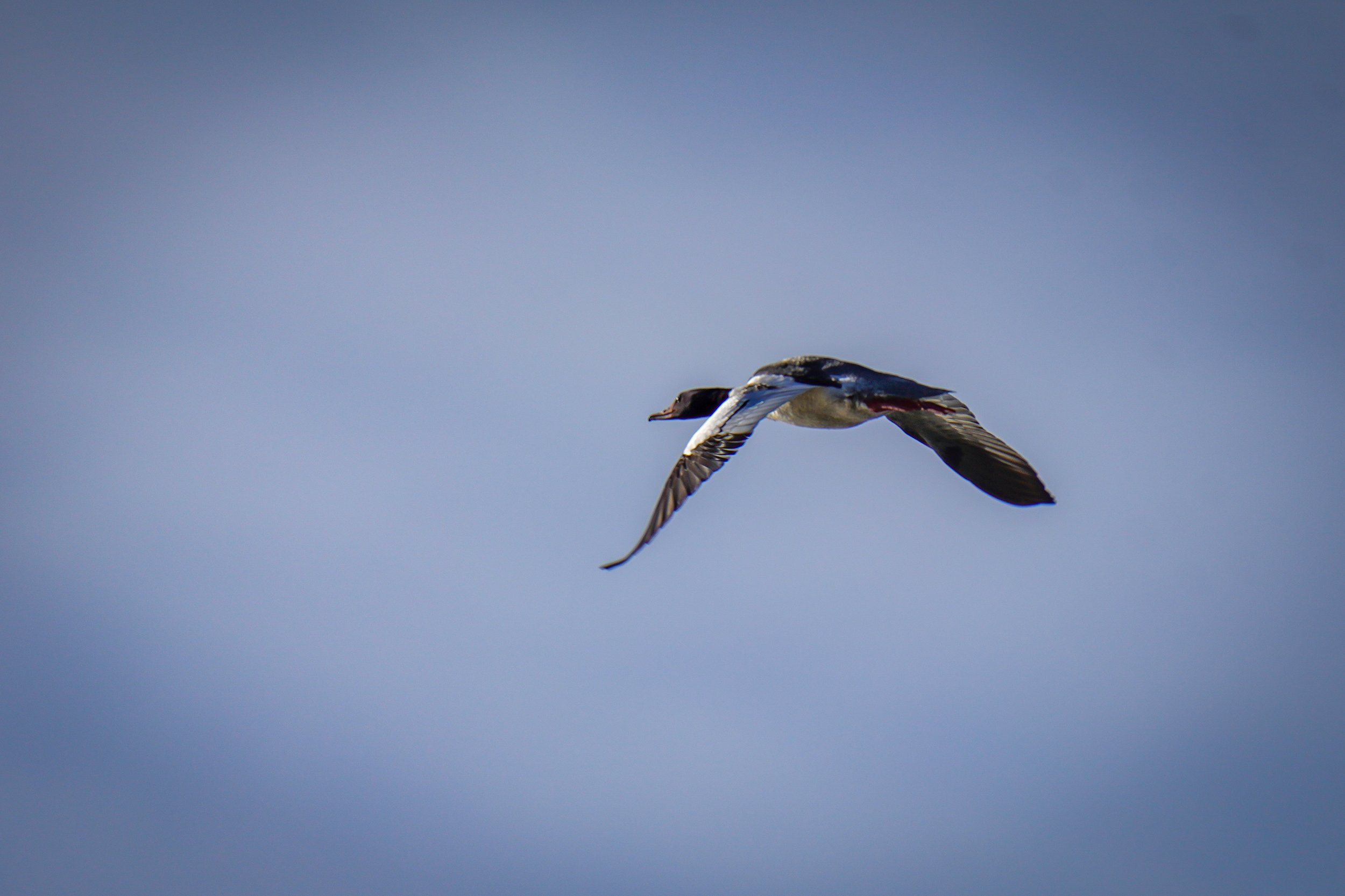 Flyover Common Merganser