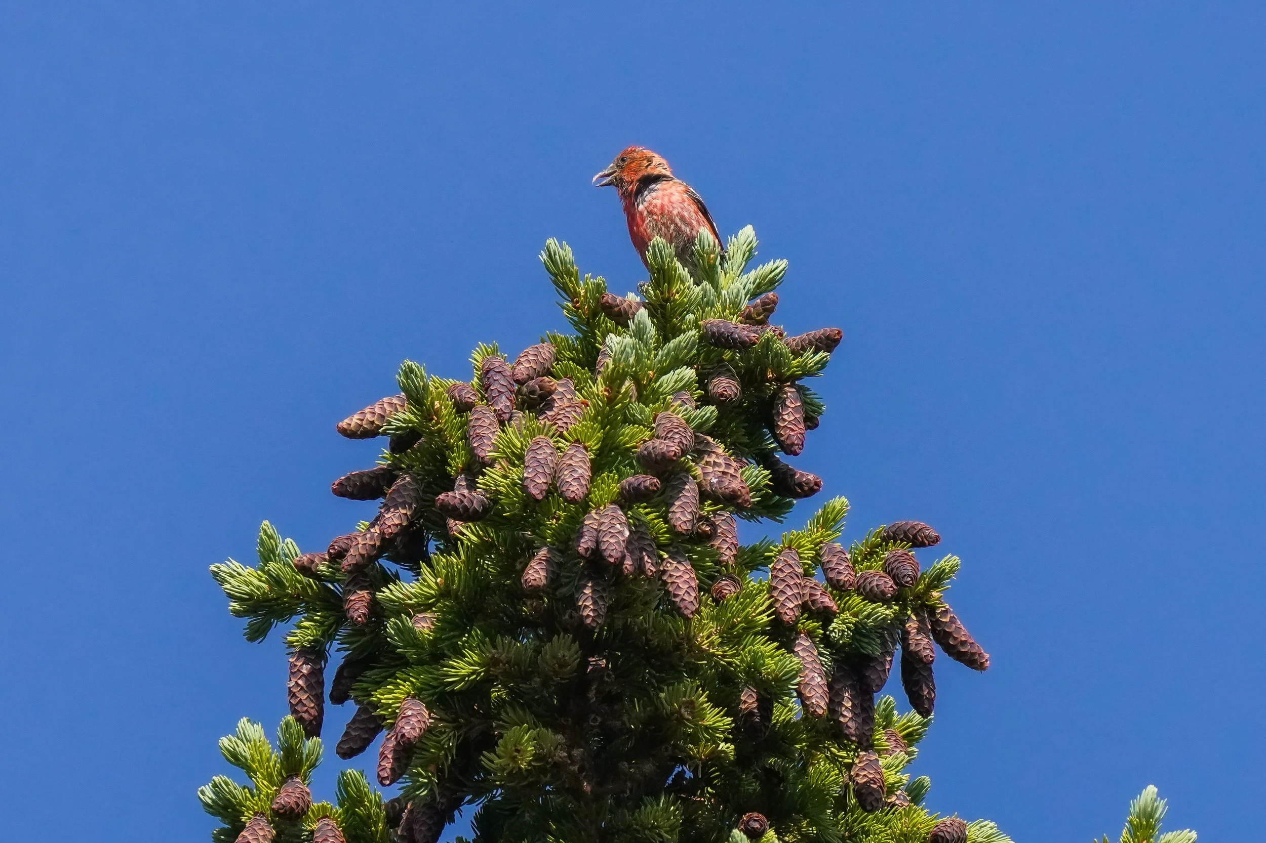 White-winged crossbill