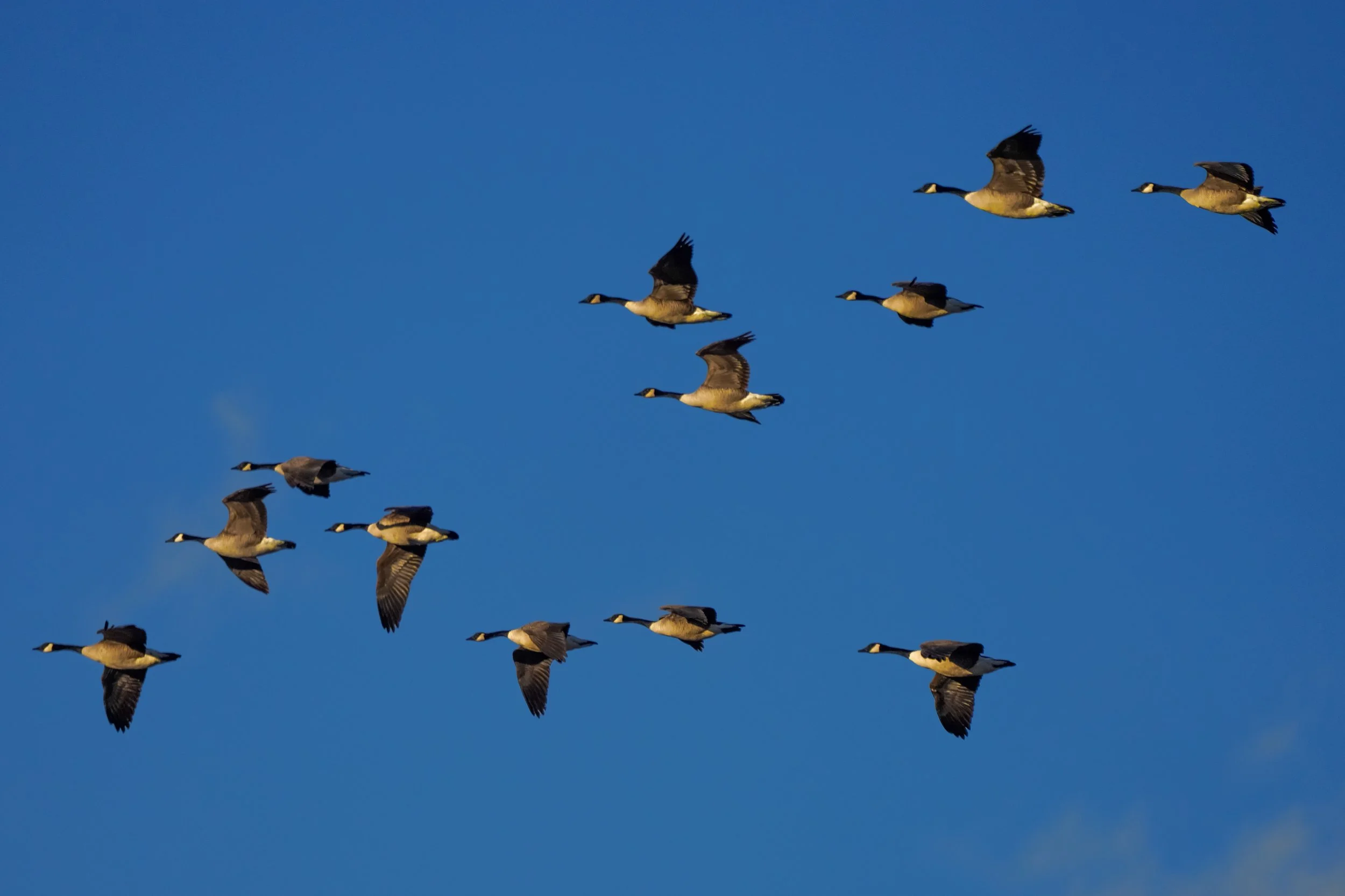 Canada Geese