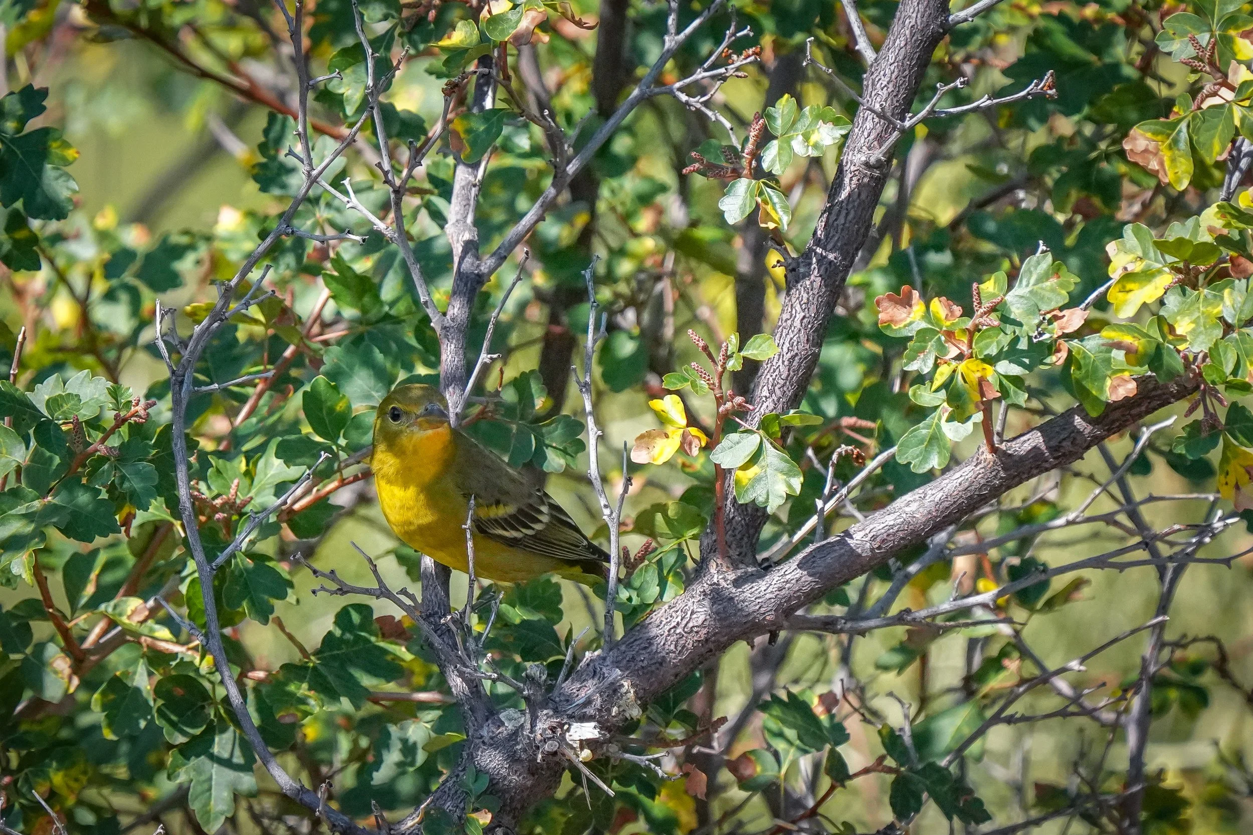 Western Tanager