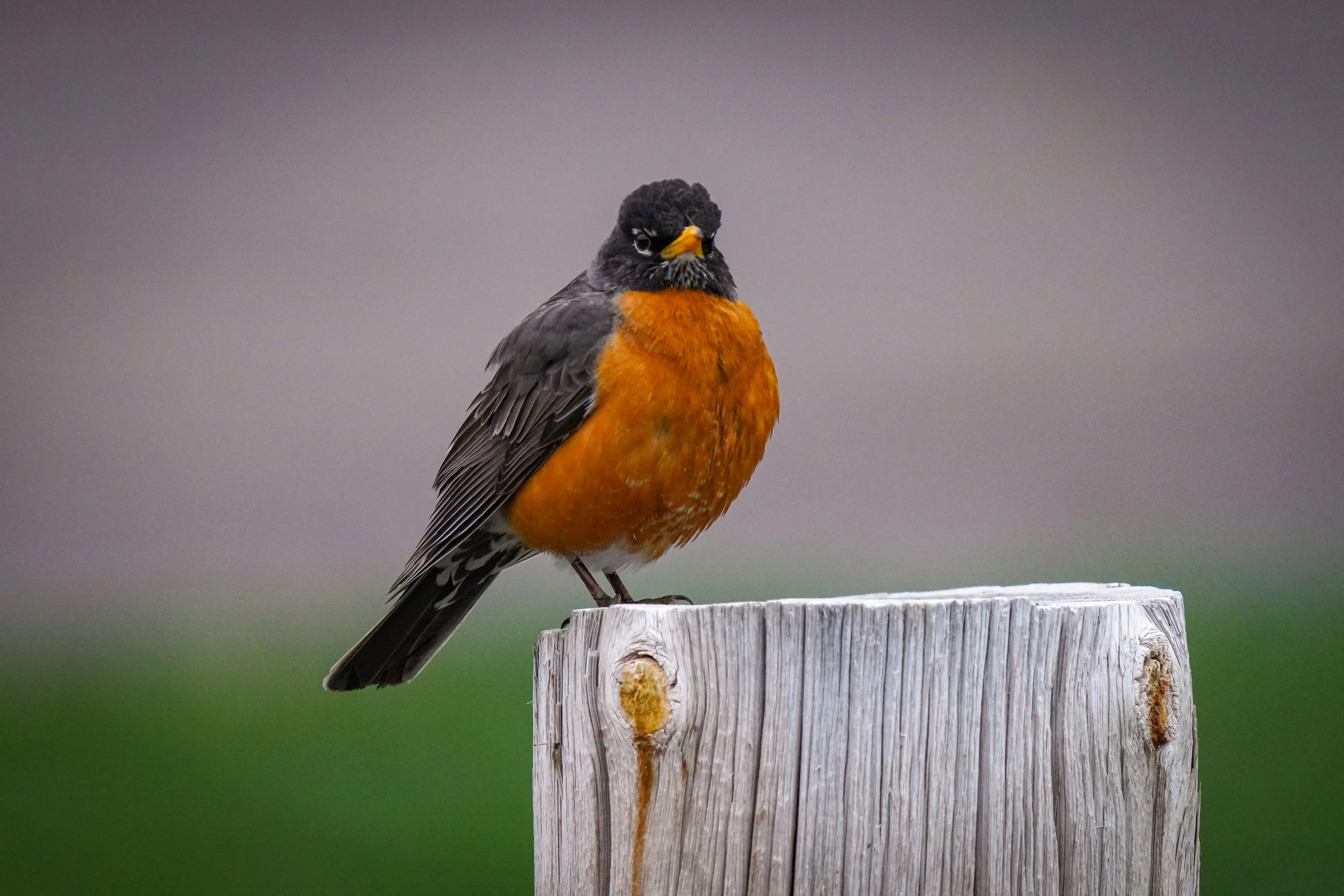American Robin