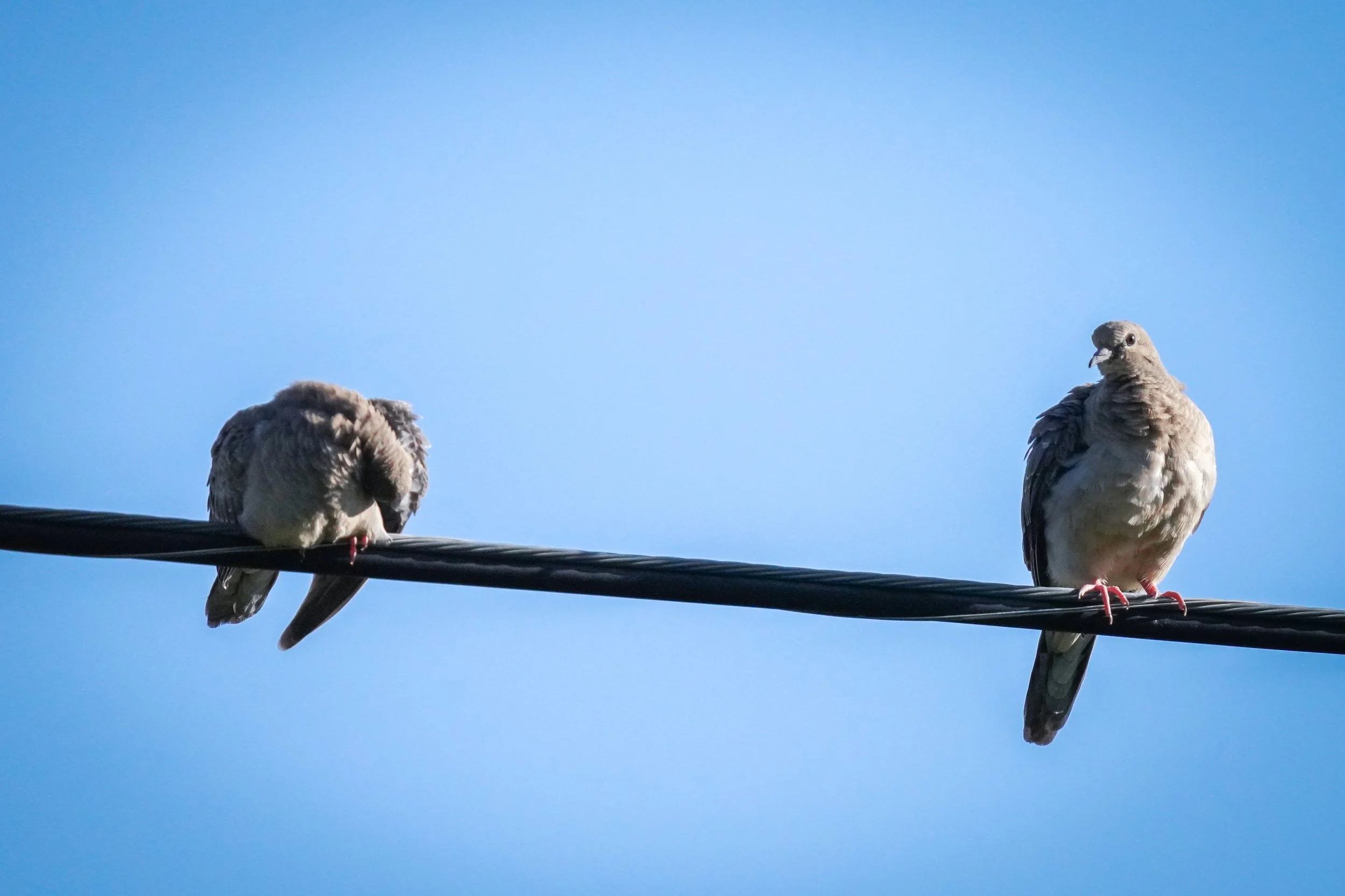 Mourning Doves