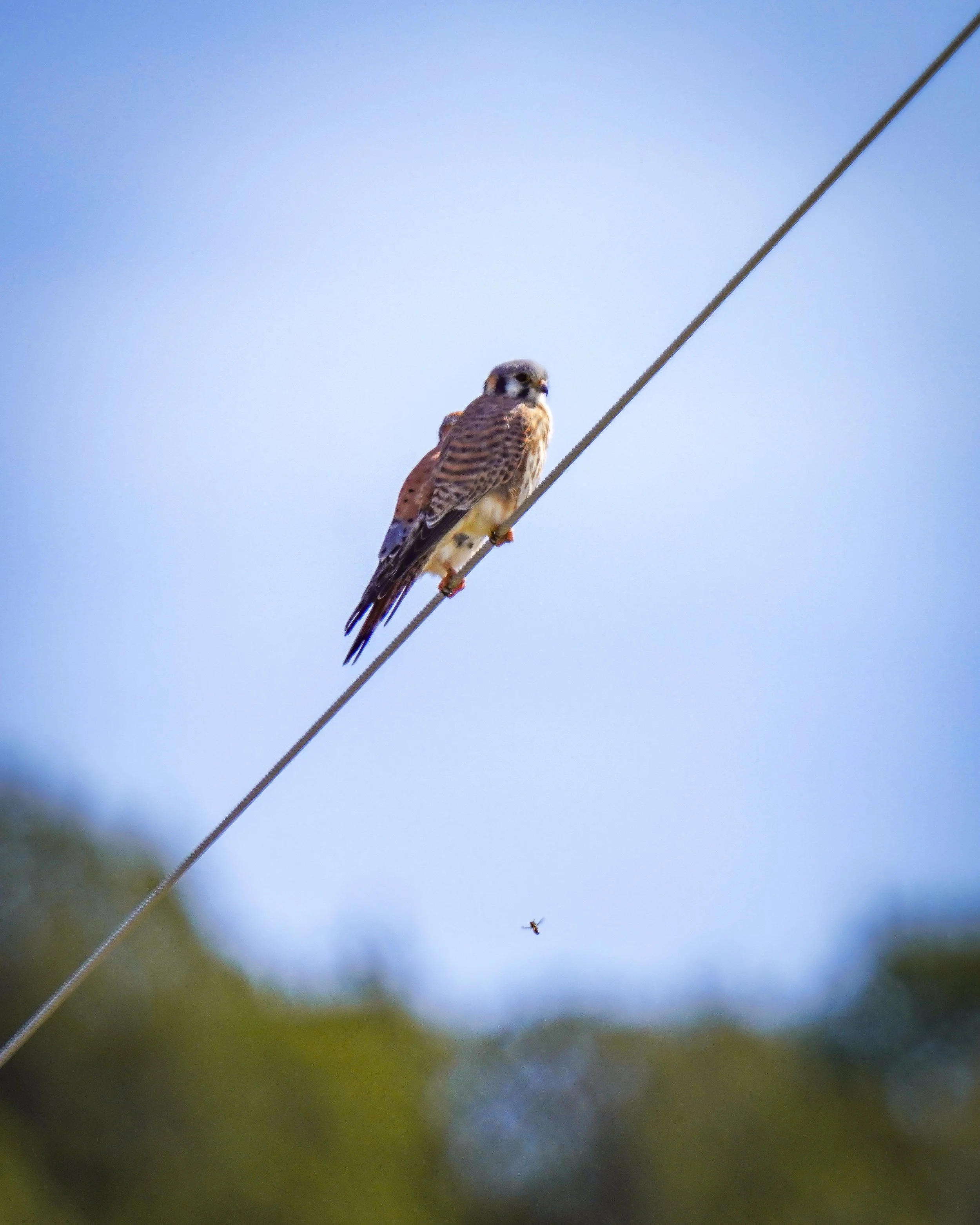 Pair of American Kestrels