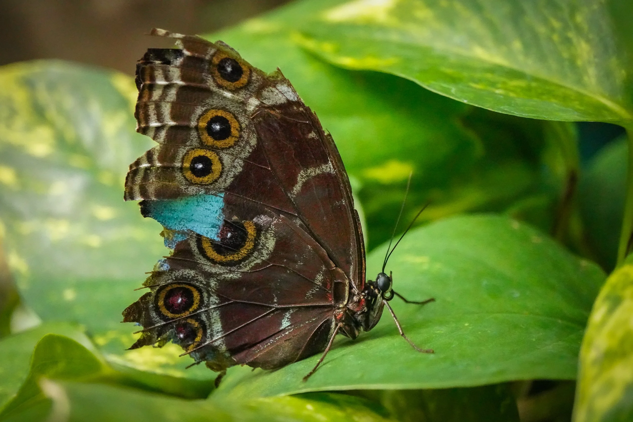 The butterflies are in various stages of wear and tear