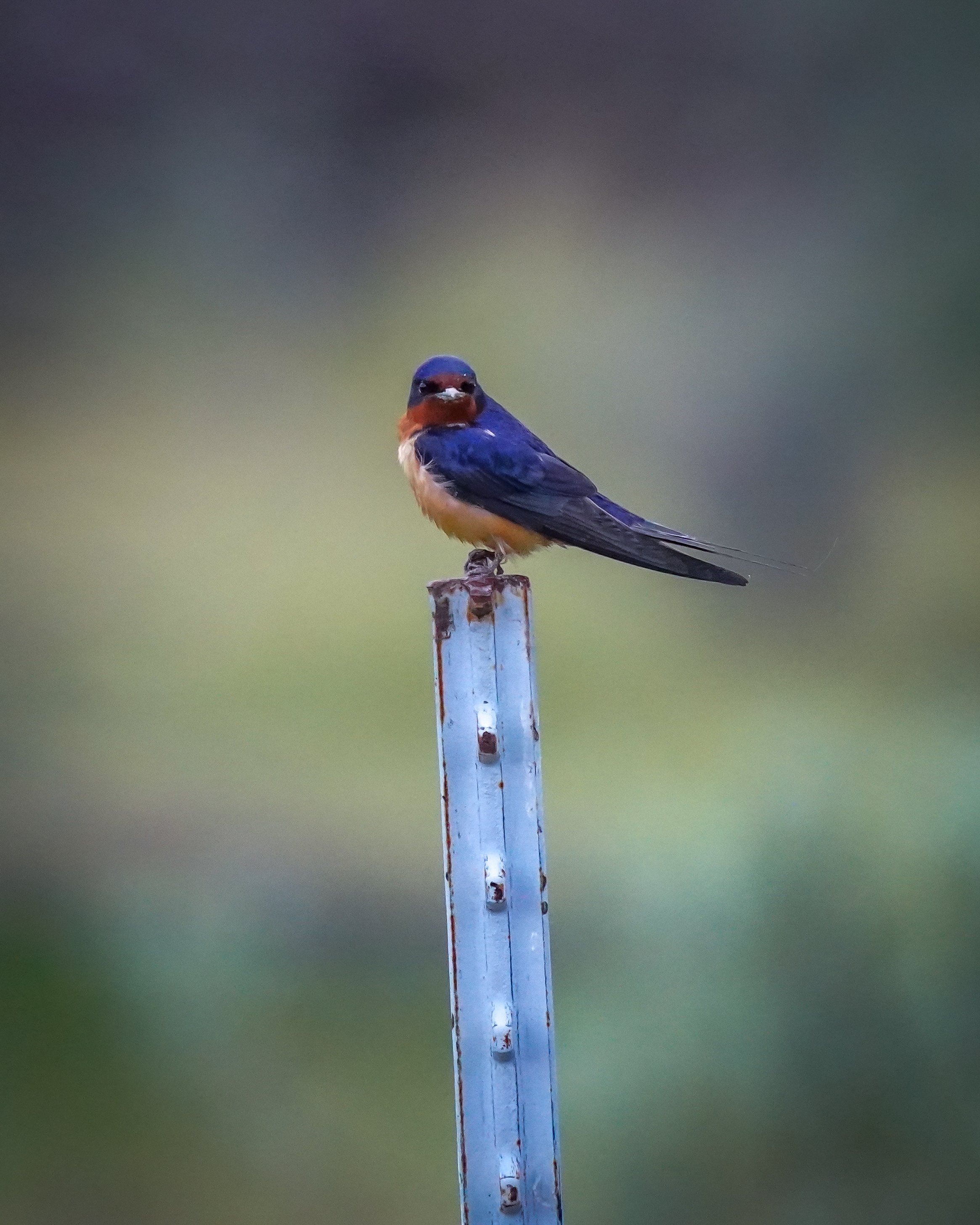 Barn Swallow