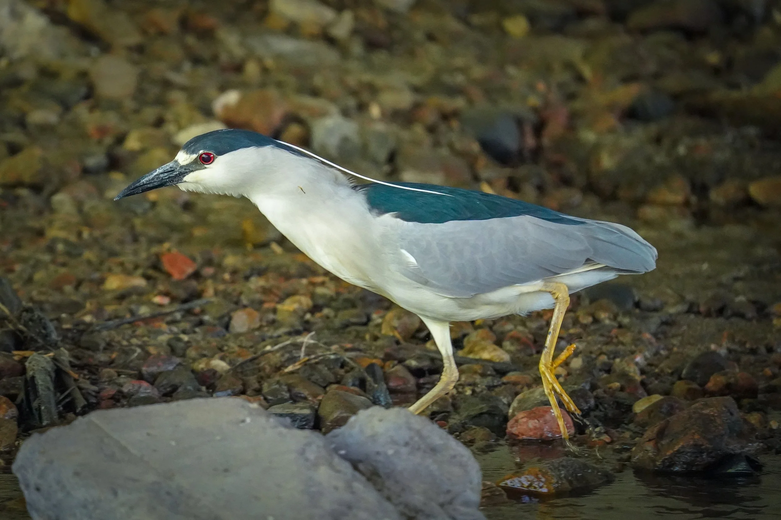 Black-crowned Night Heron