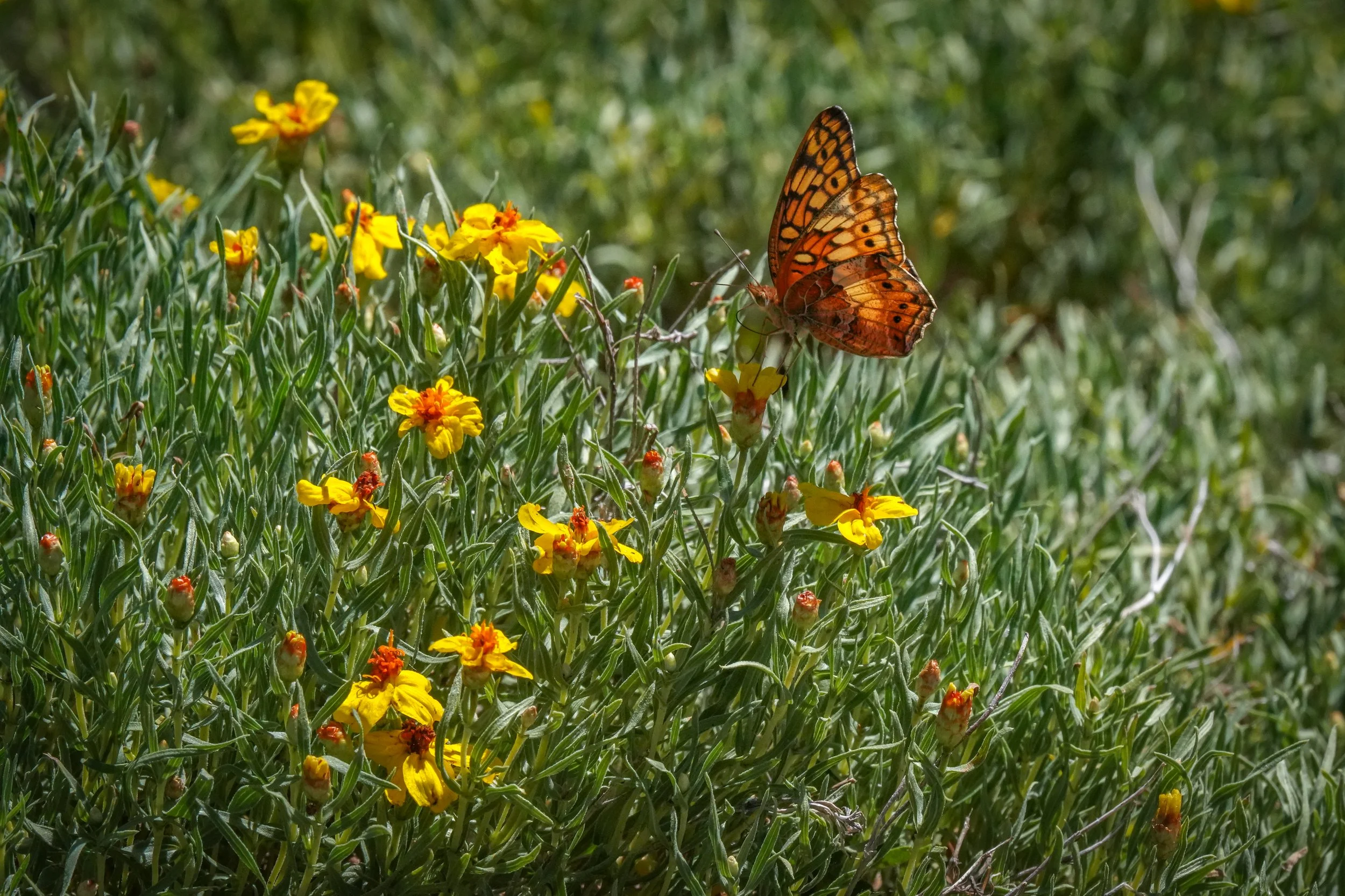 2024-06-22-birds-and-blooms-laura-sheets-15.jpg