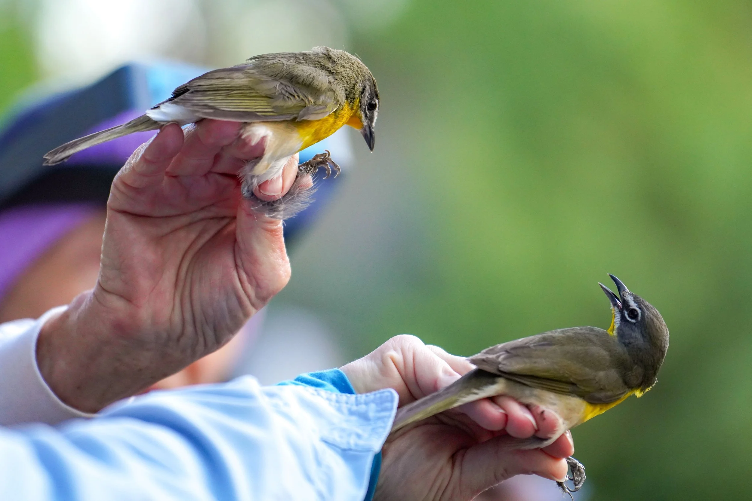 A comparison of a male and female Yellow-breasted Chats