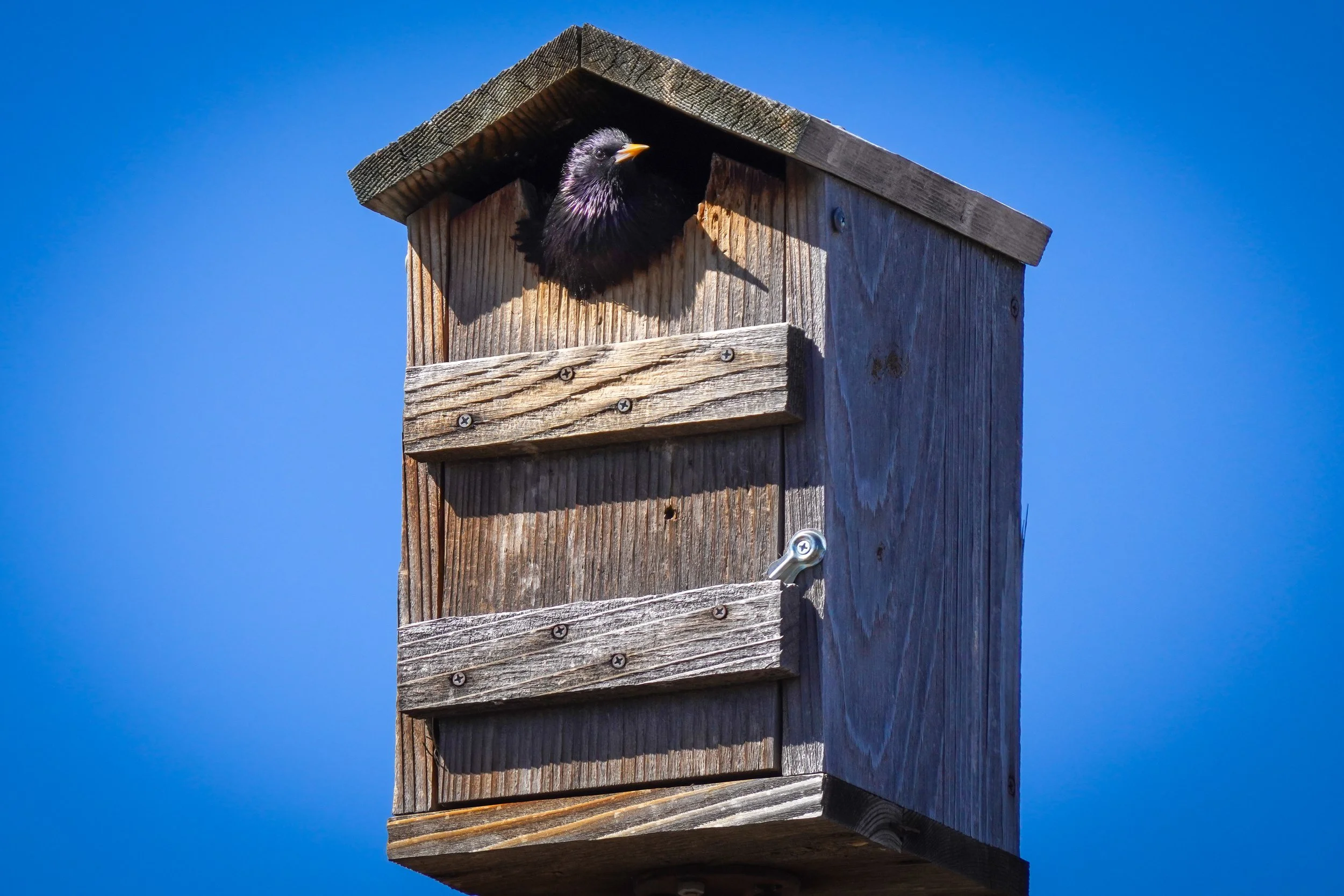 European Starling in nest box