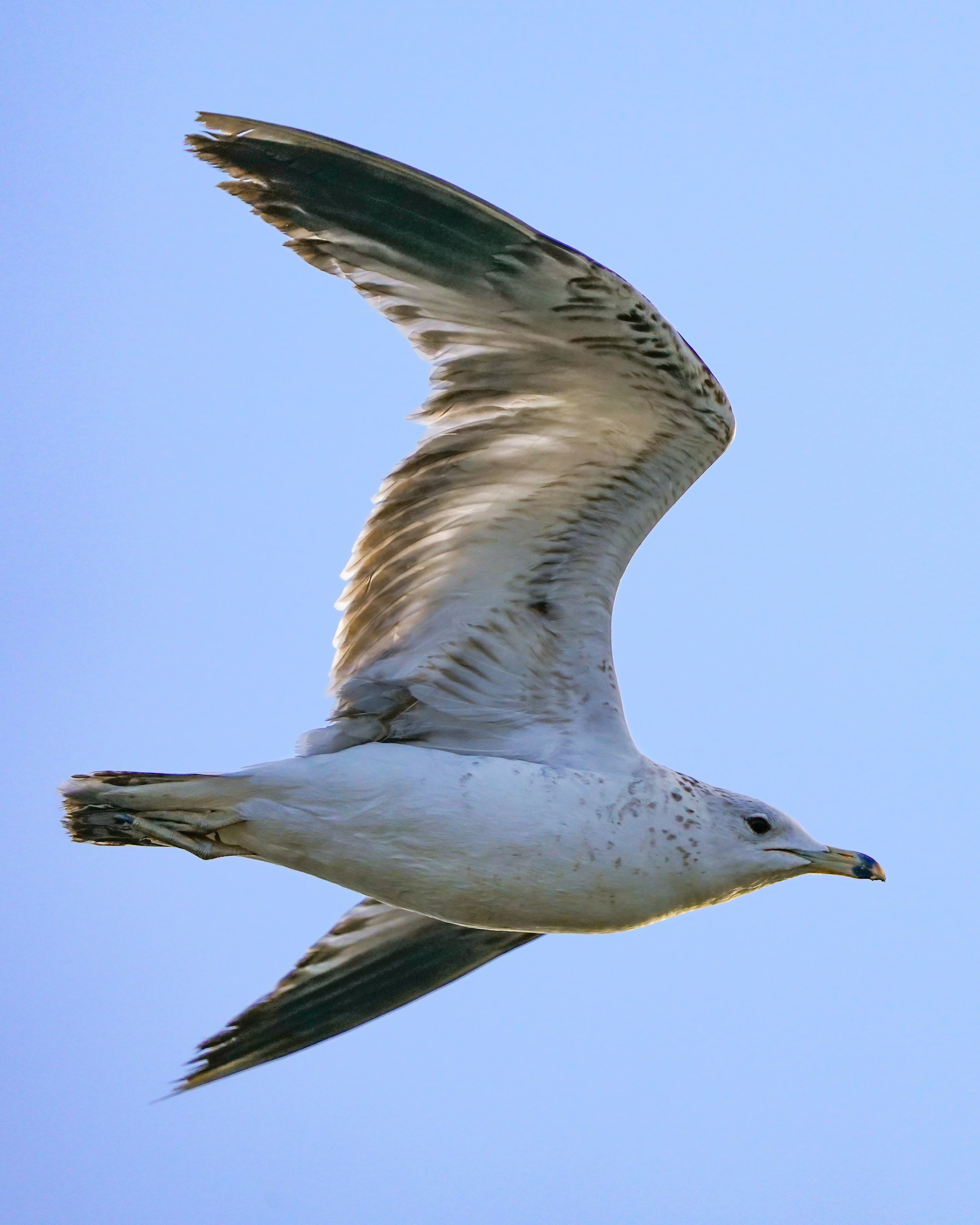 Ring-billed Gull