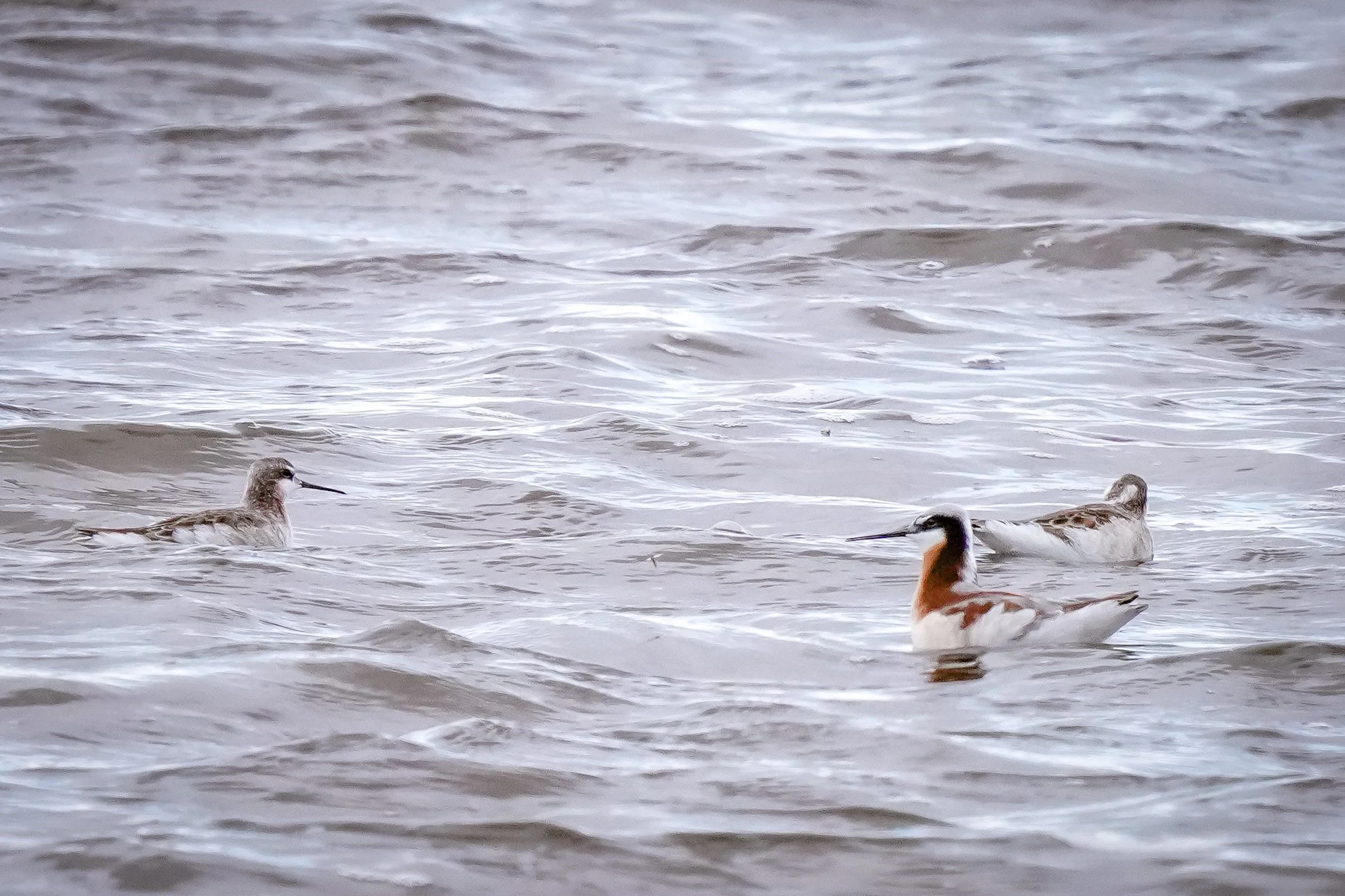 Wilson's Phalaropes