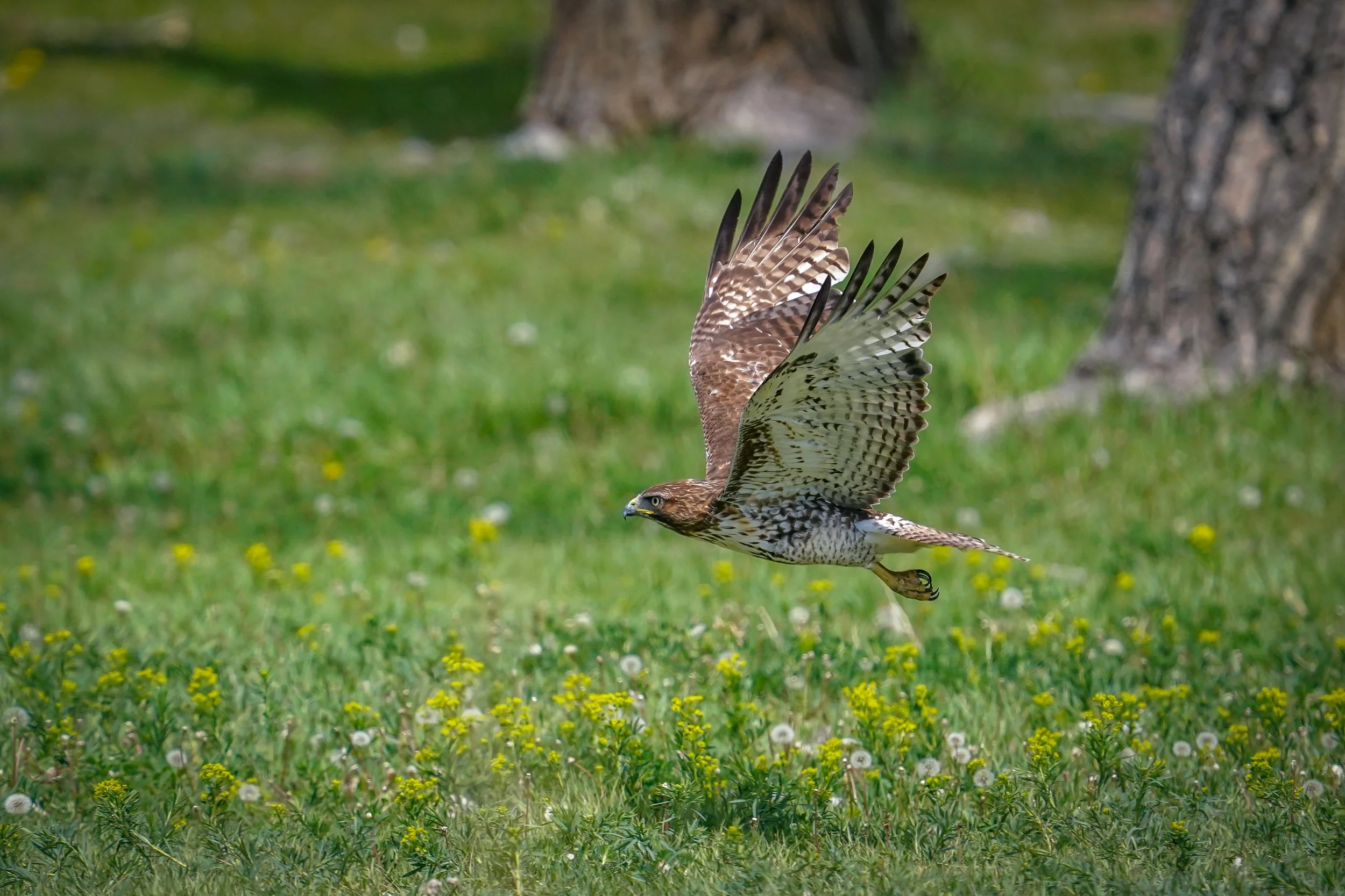 World Migratory Bird Day 2025