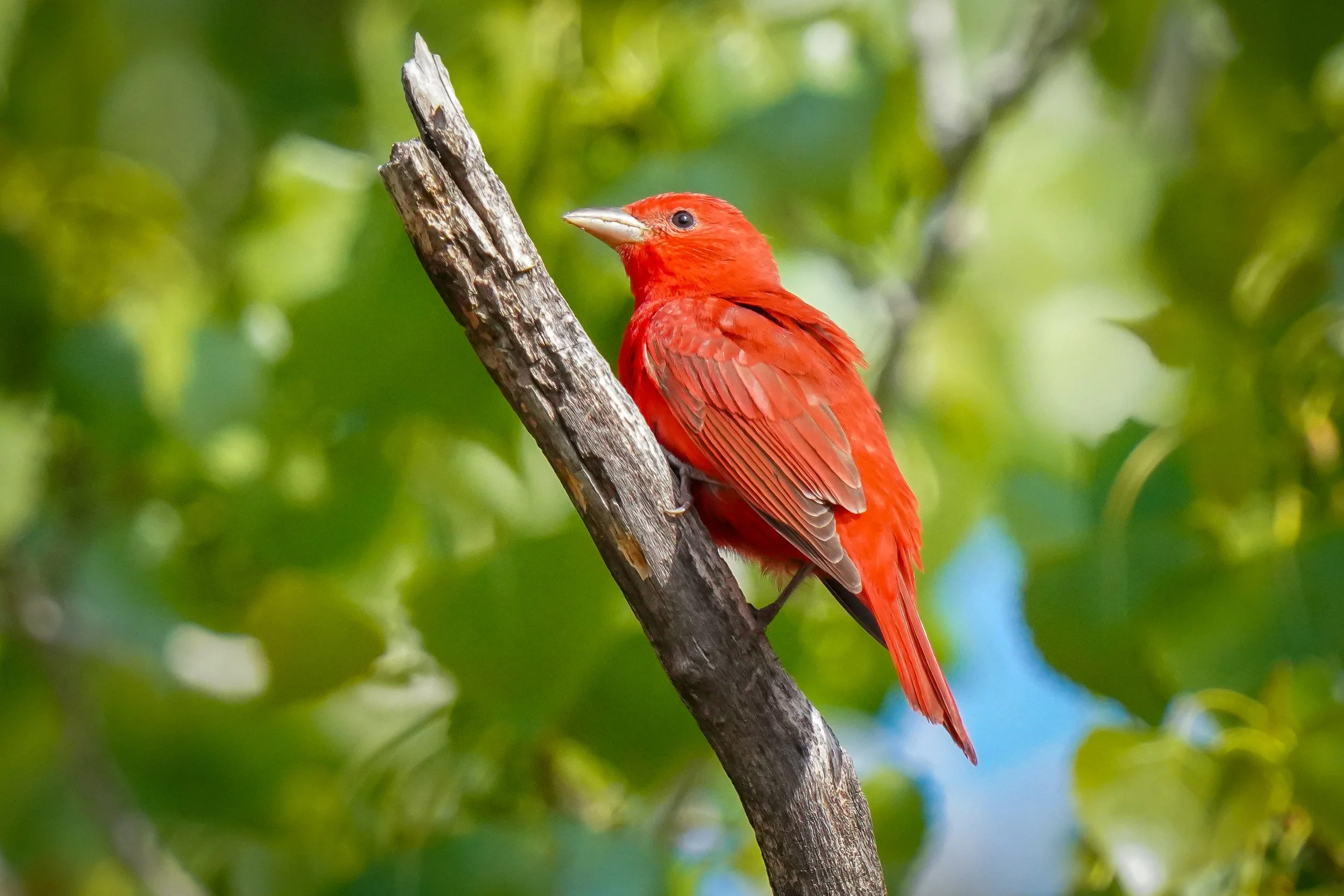 Summer Tanager