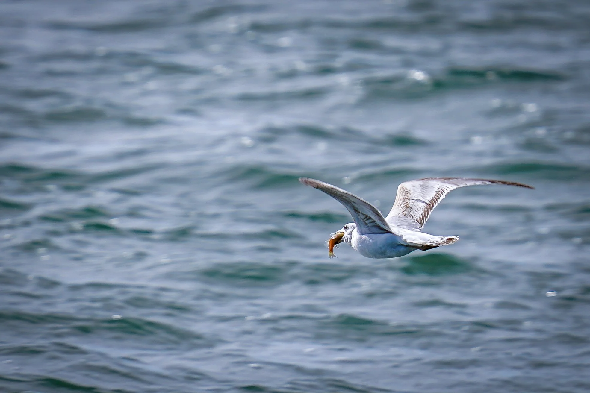 Ring-billed Gull with fresh catch