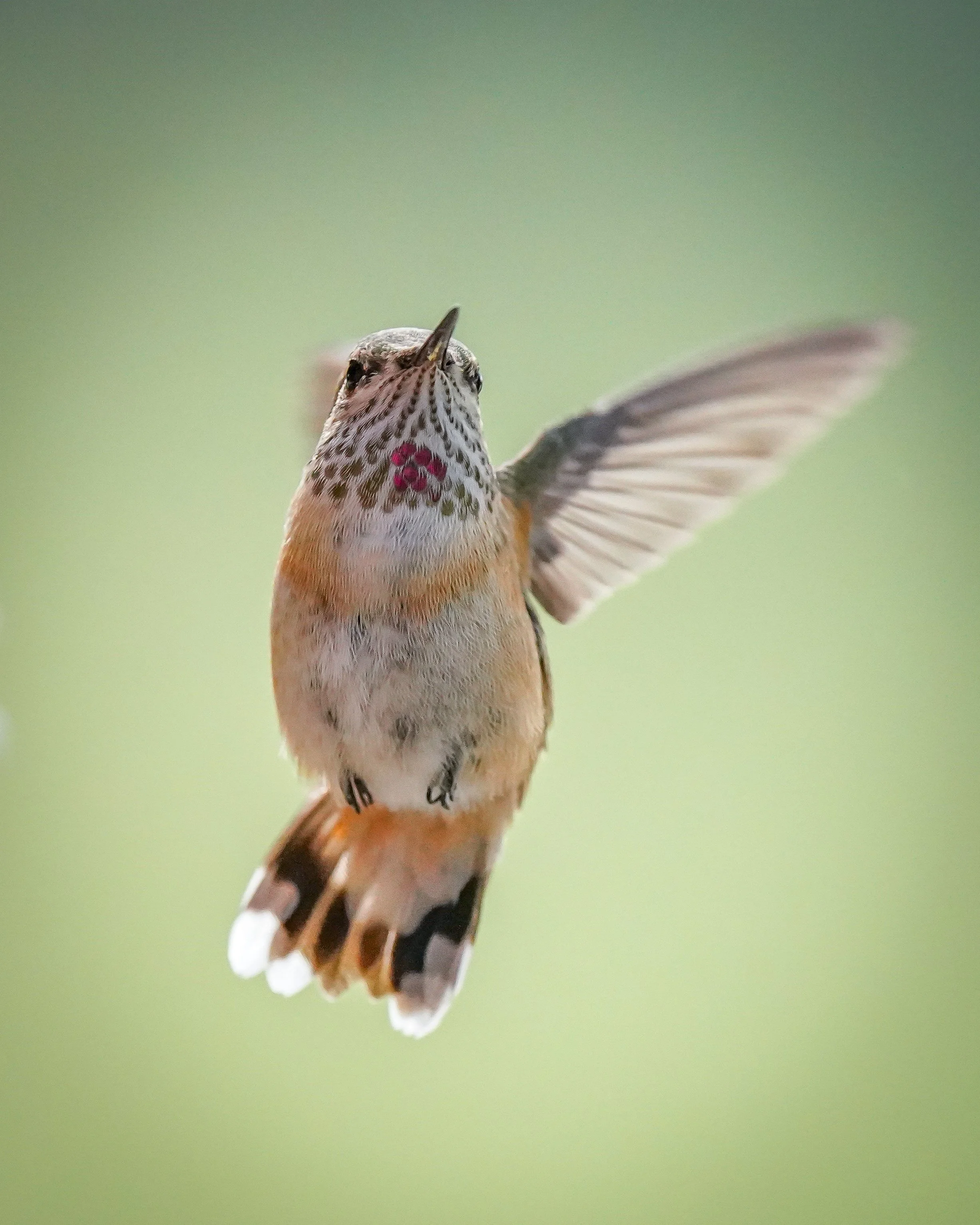 Calliope Hummingbird