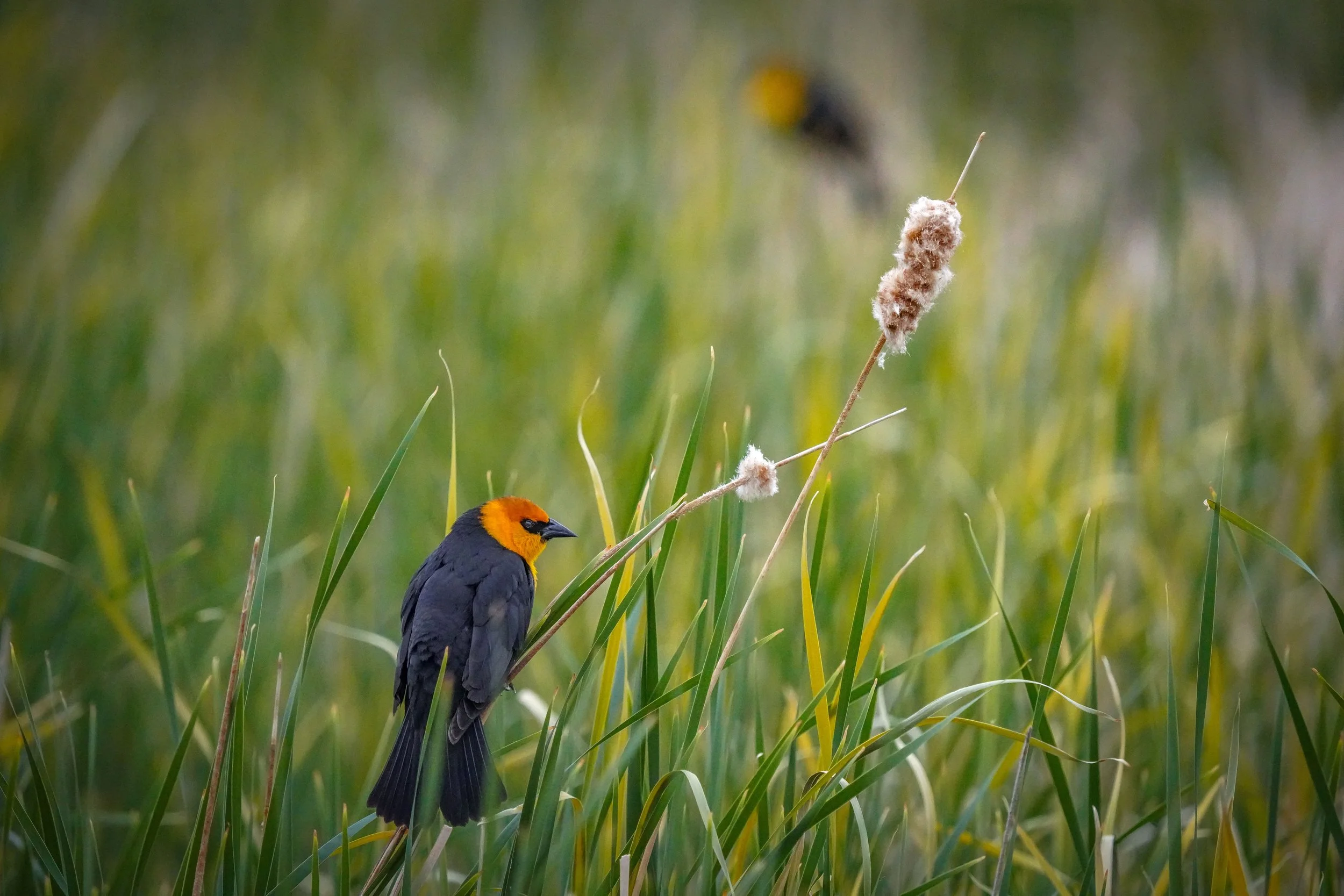 Yellow-headed Blackbirds