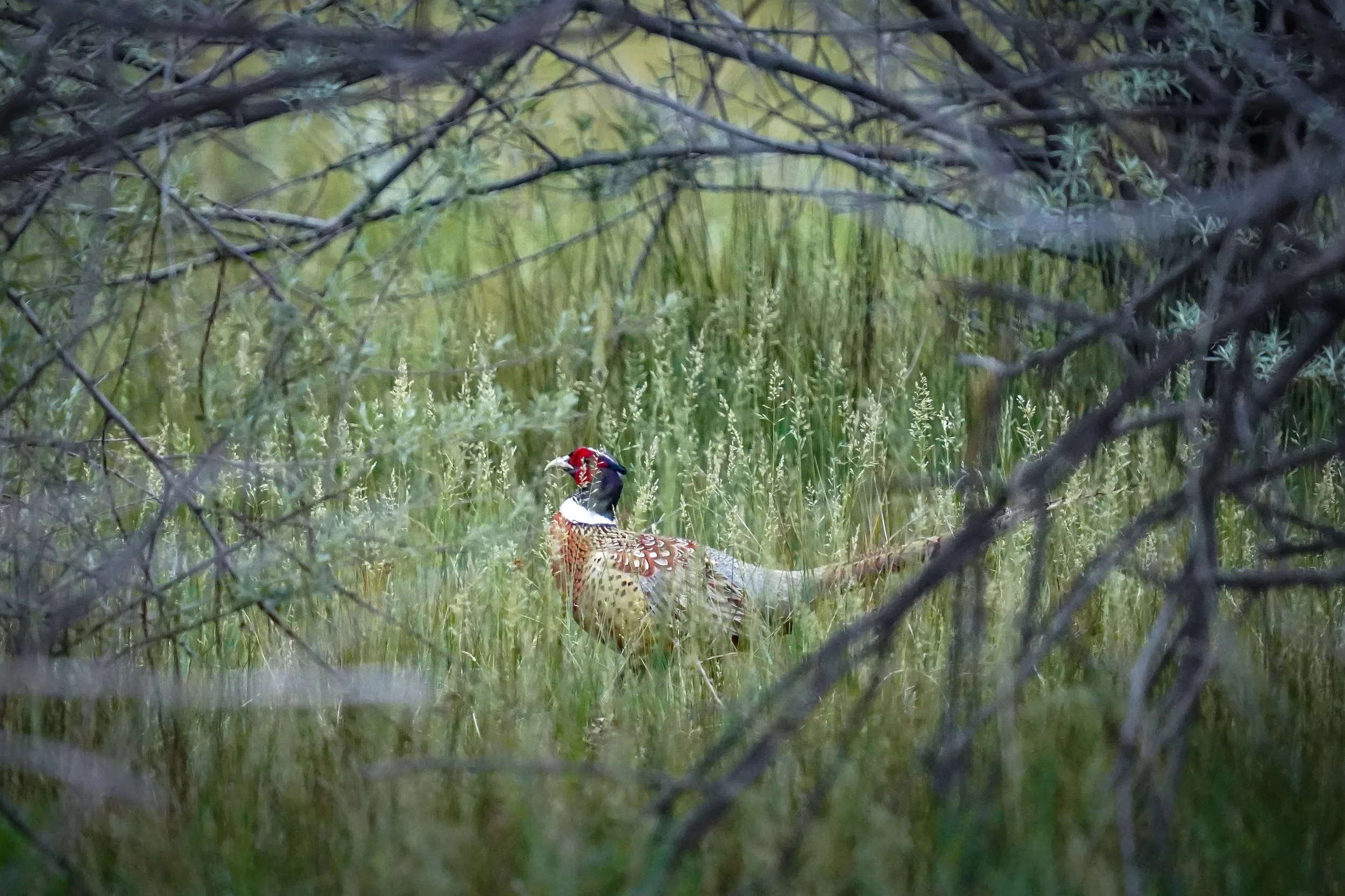 Ring-necked Pheasant