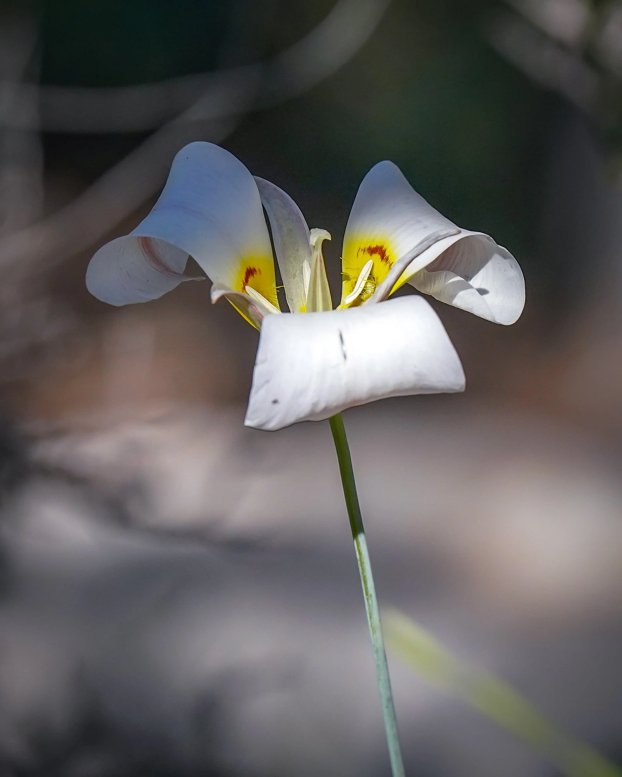 Mariposa Lily