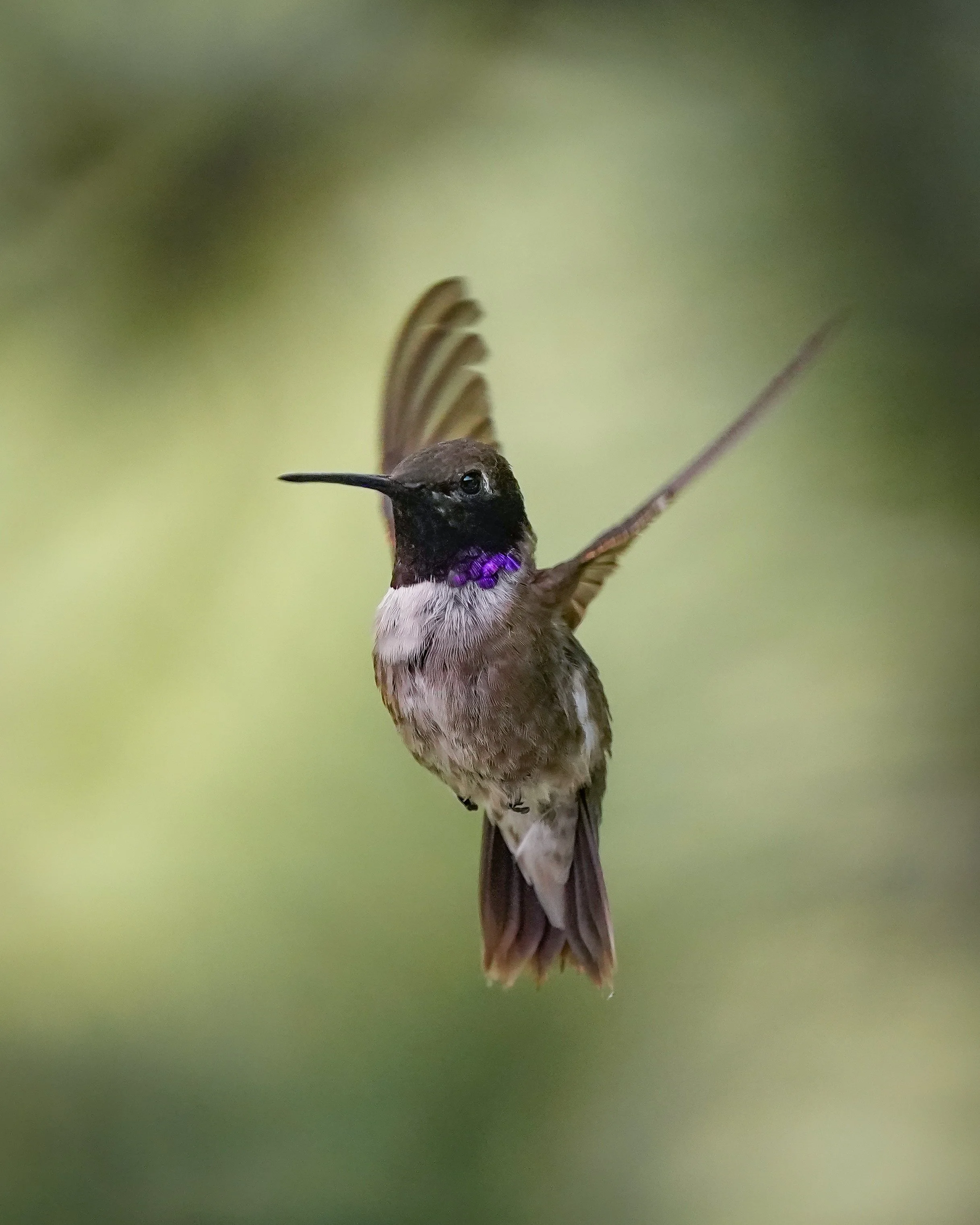Black-chinned Hummingbird