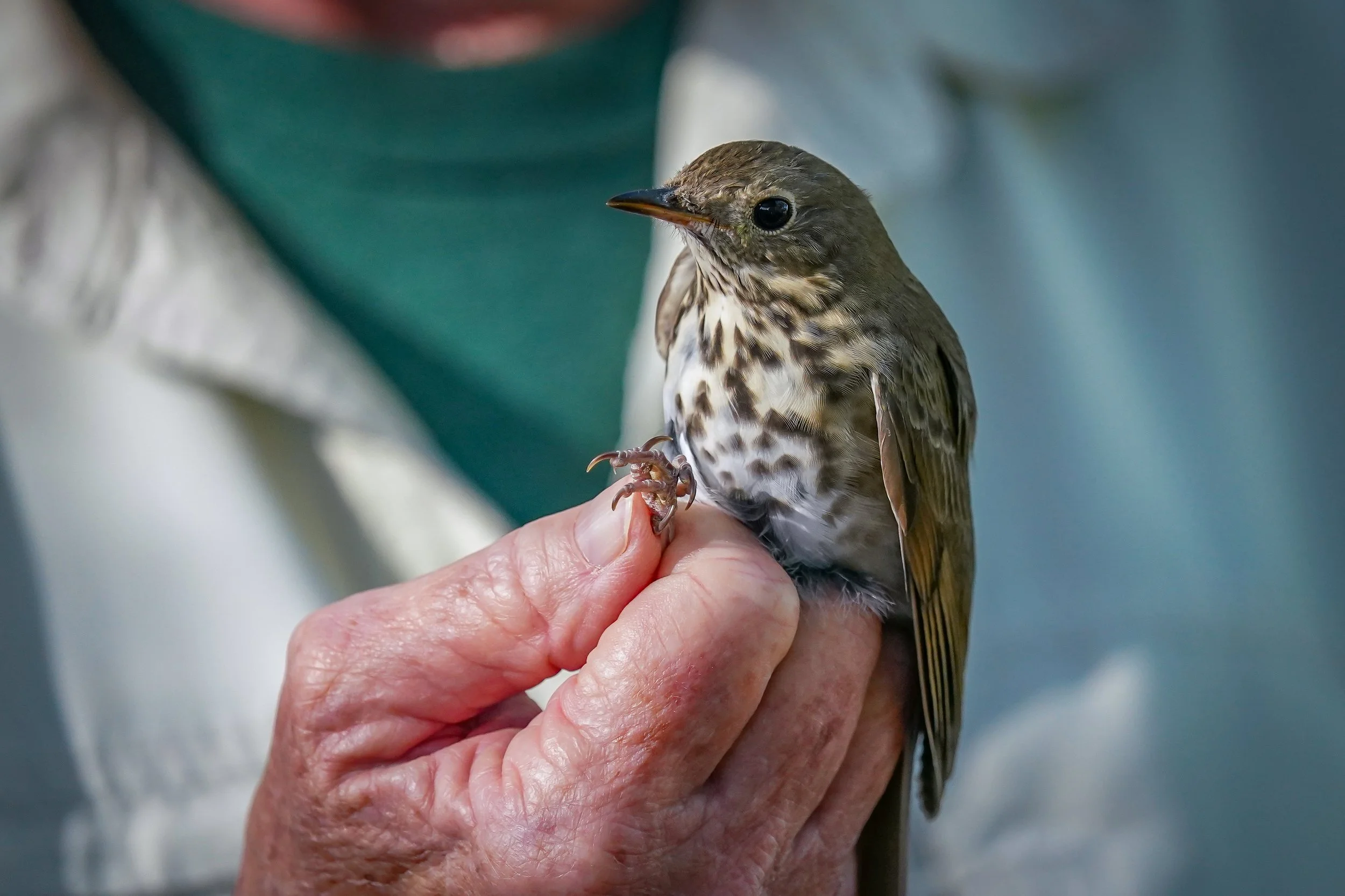 Hermit Thrush