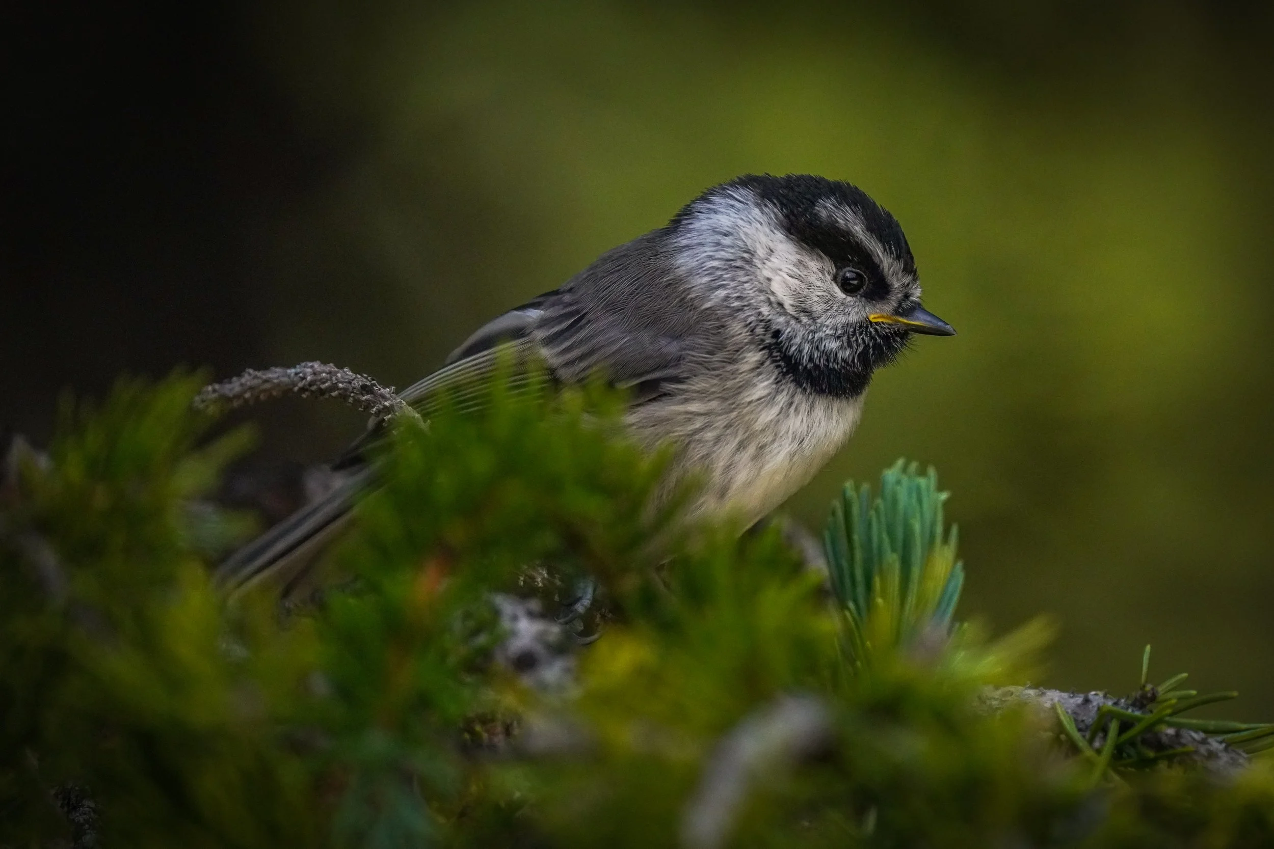 Mountain Chickadee fledgling