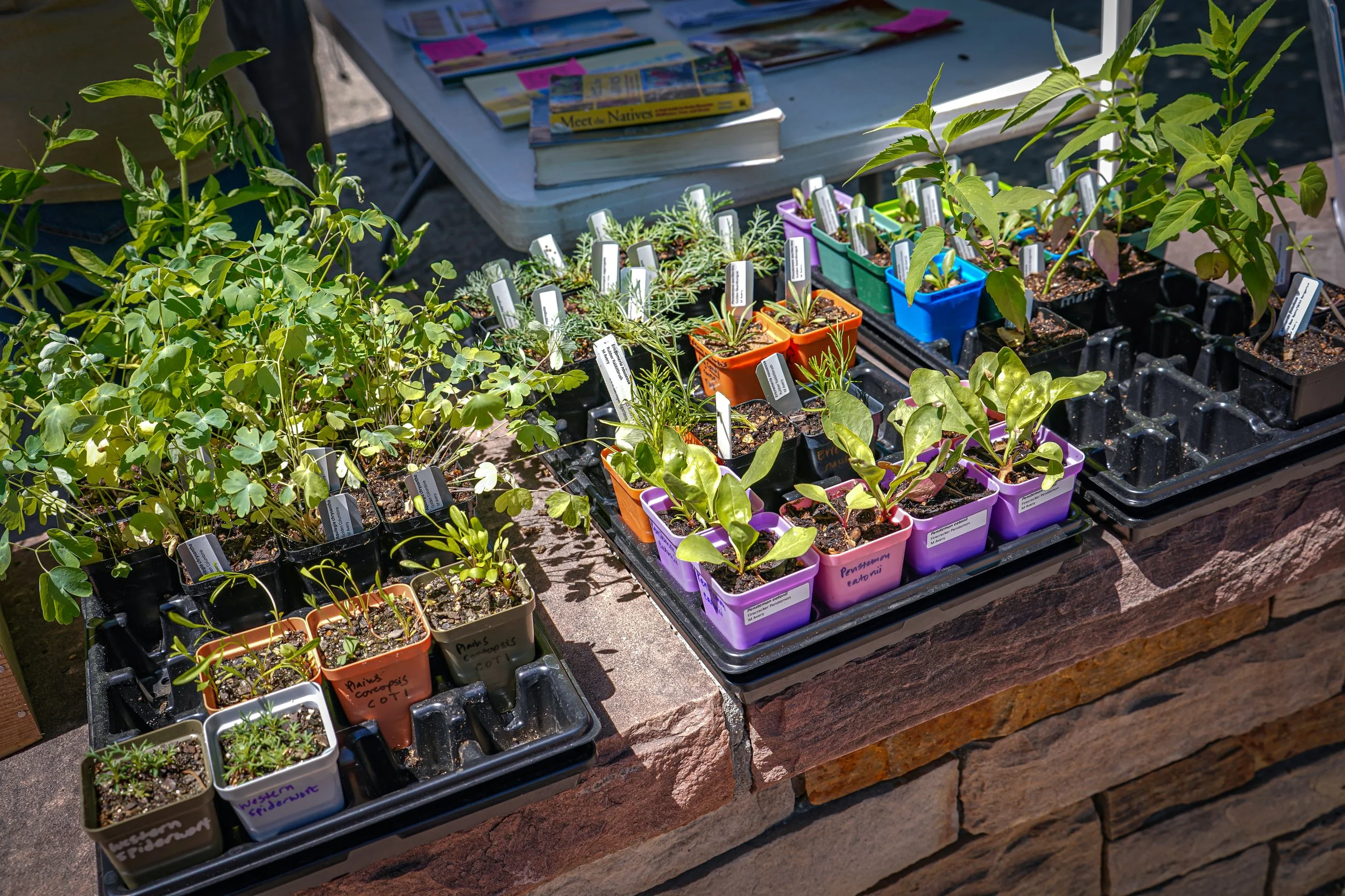 There were lots of native plants for sale!