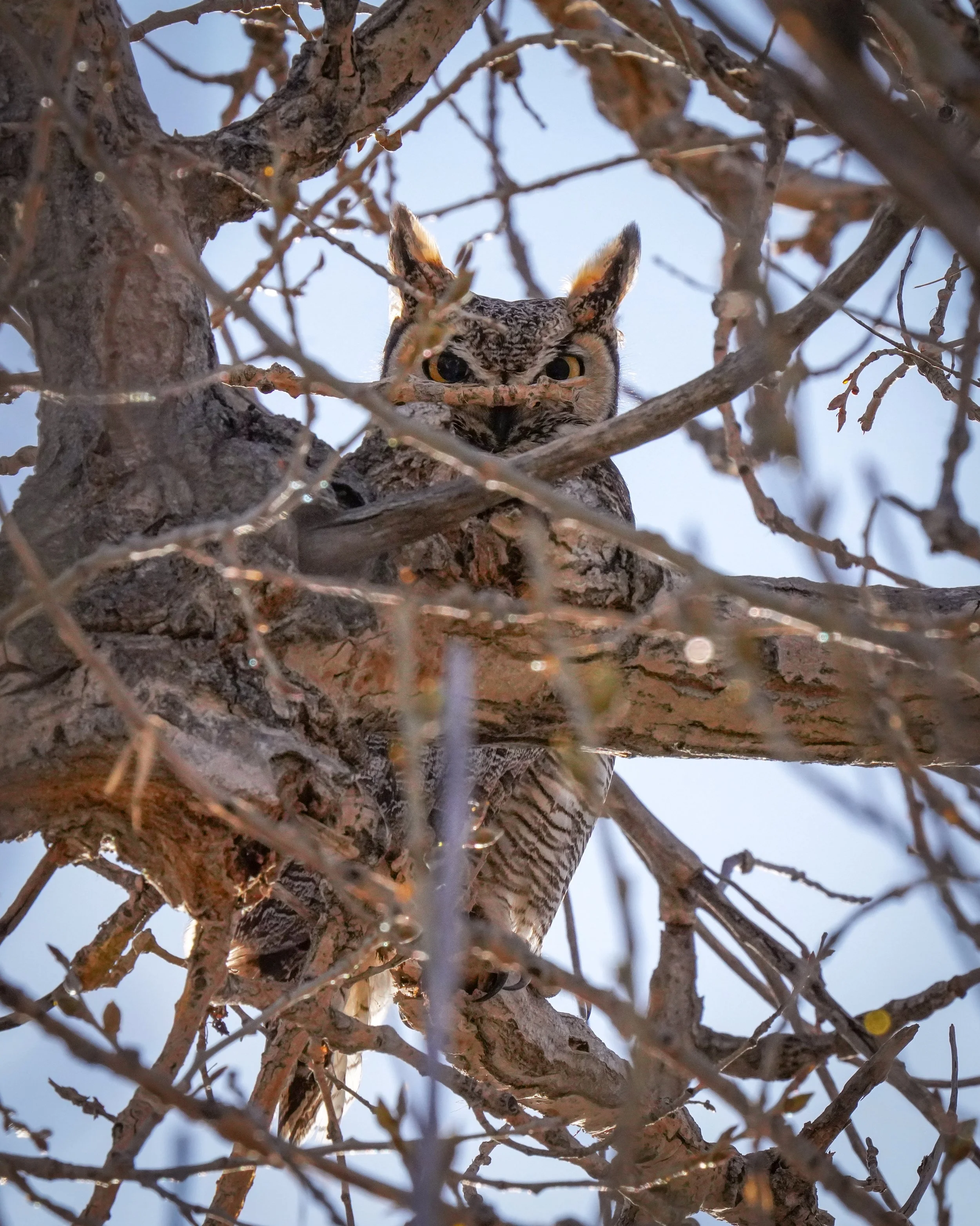 Great-Horned Owl