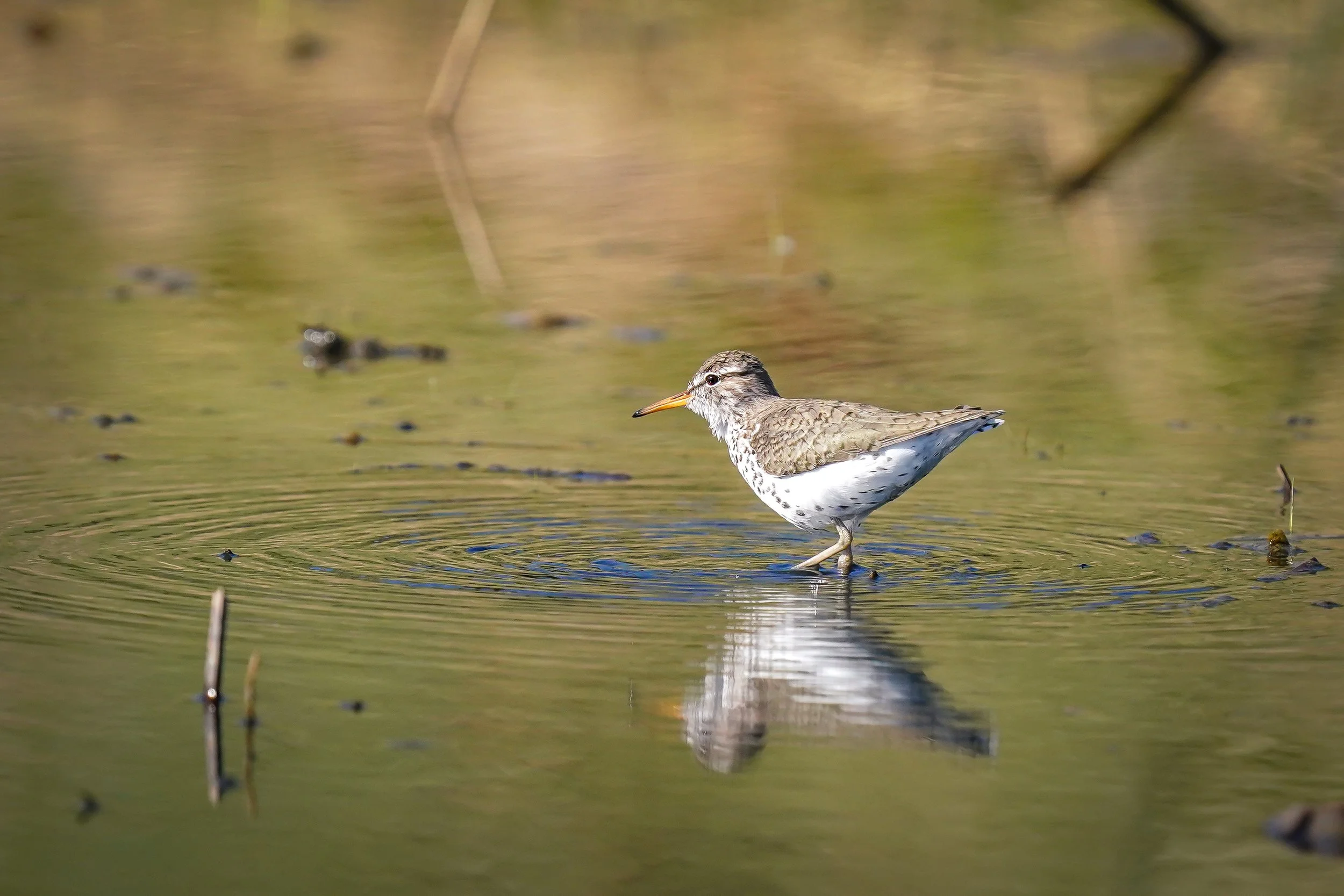 Spotted Sandpiper