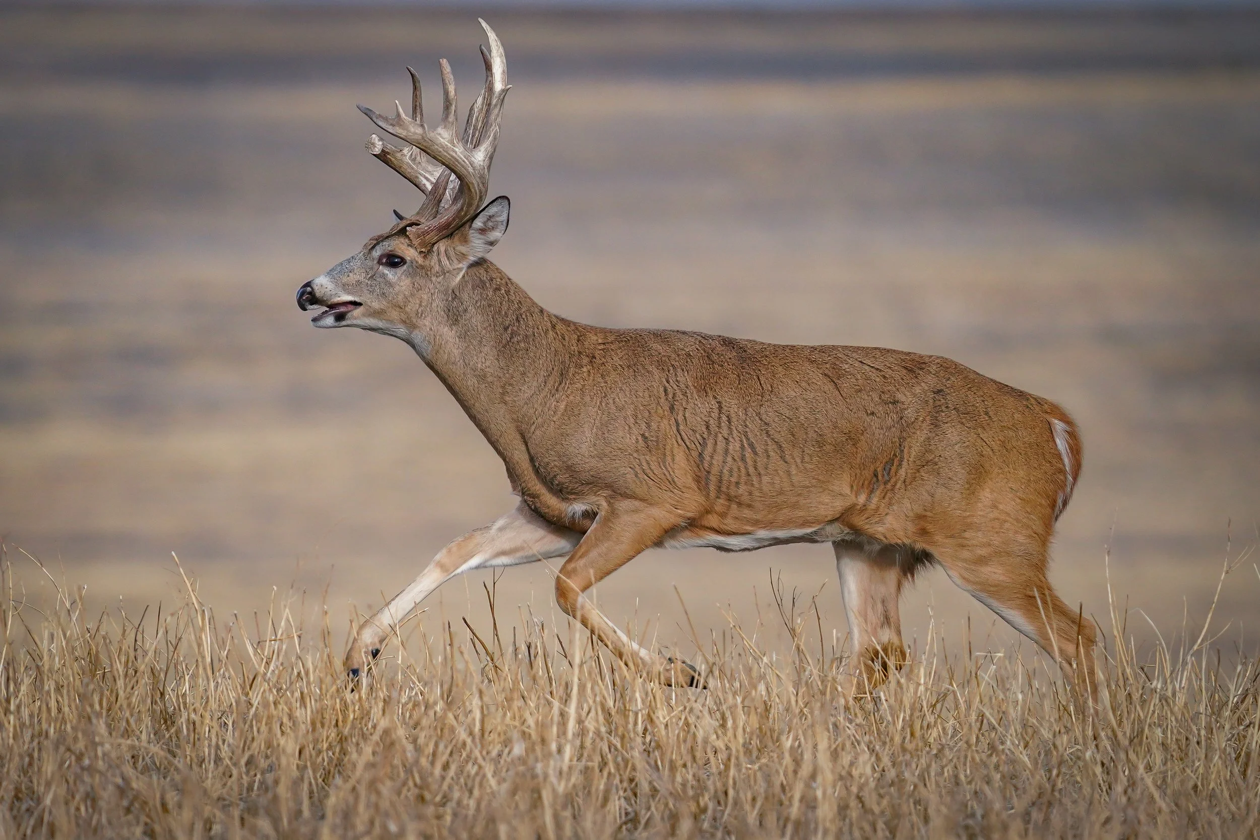 A doe was just ahead of him, and she started running