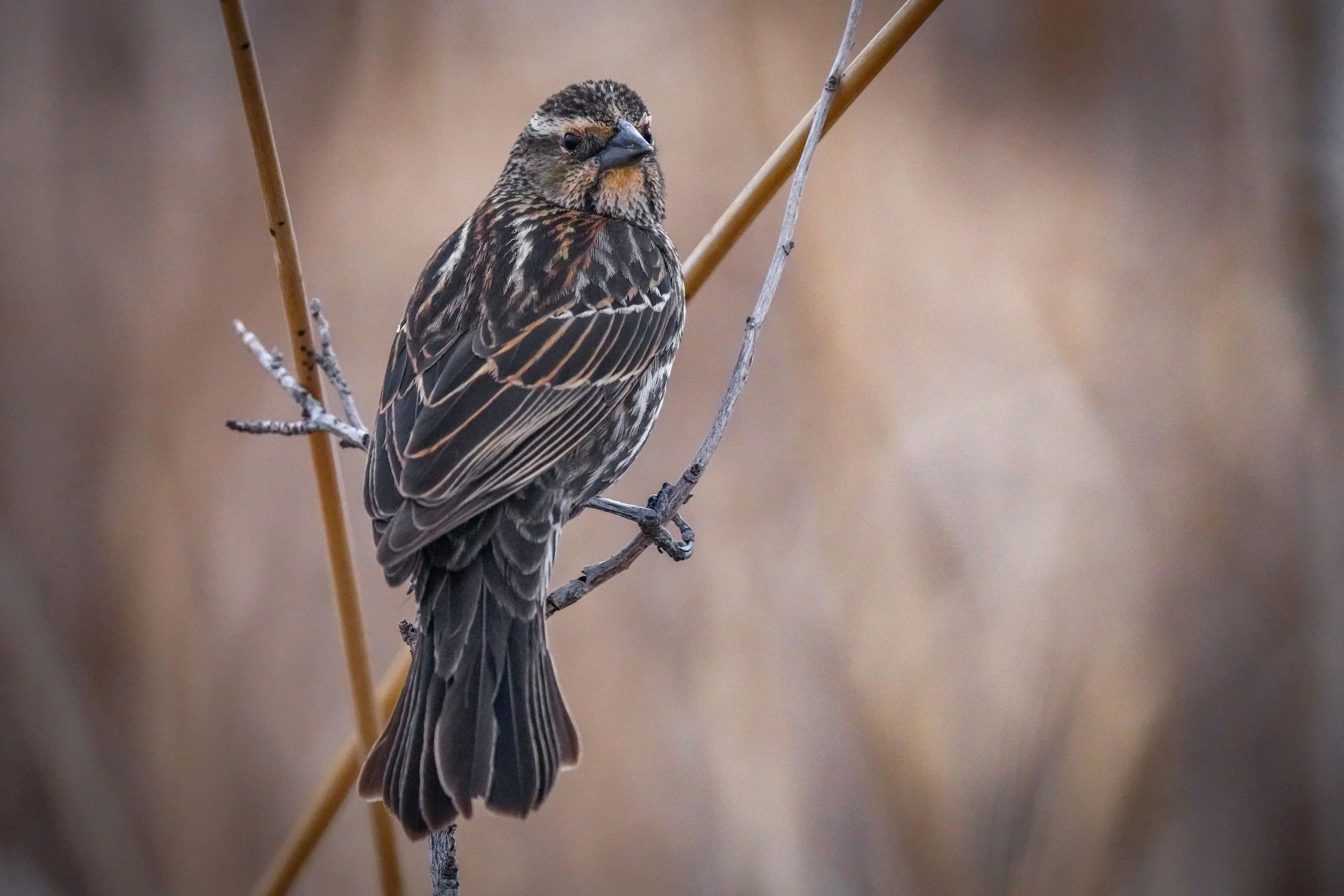 Red-winged Blackbird (female)