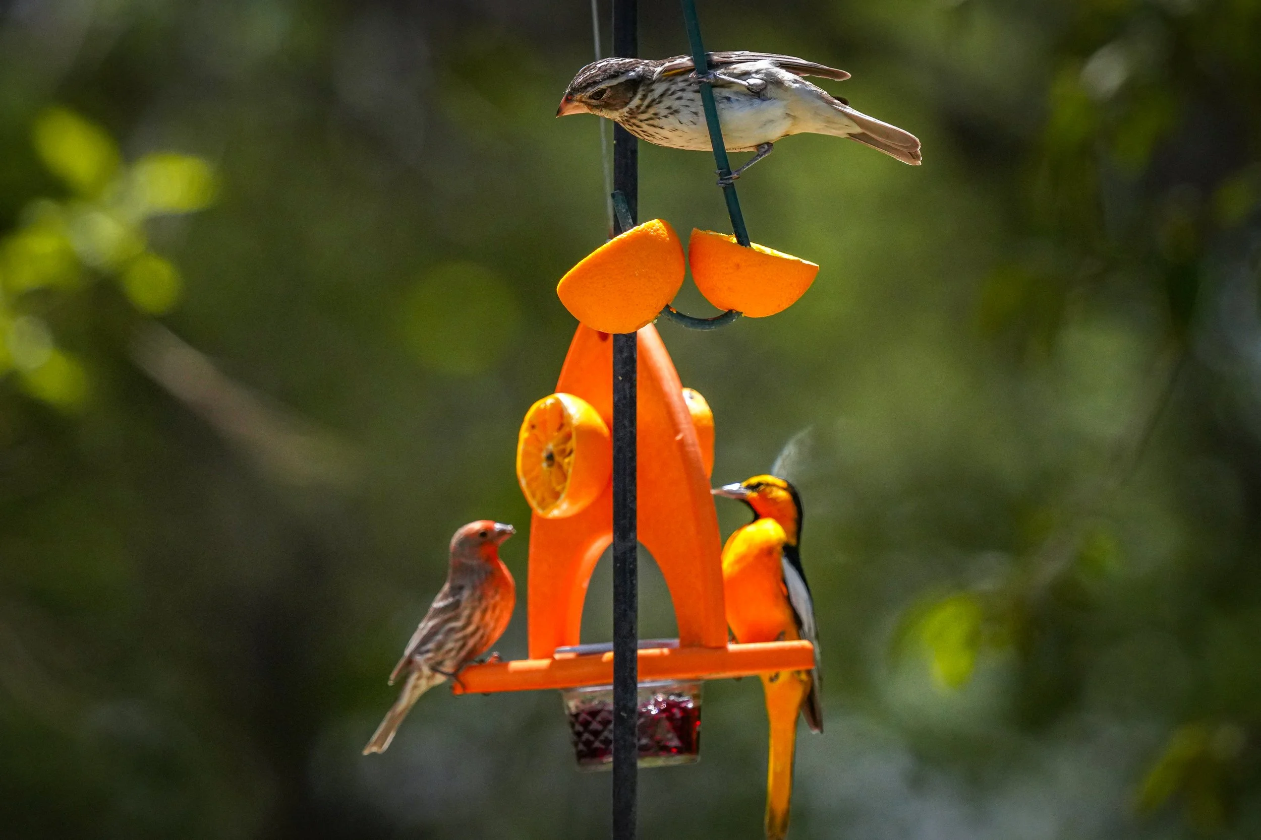 Rose-breasted Grosbeak (female), House Finch, and Bullock's Oriole