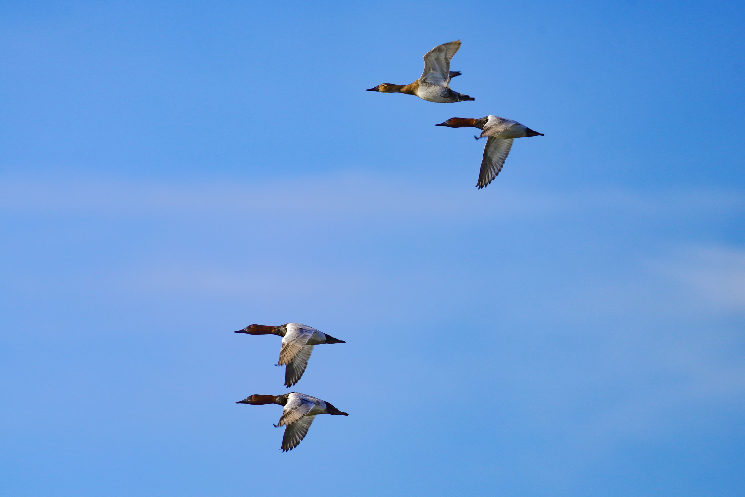 Canvasbacks in flight