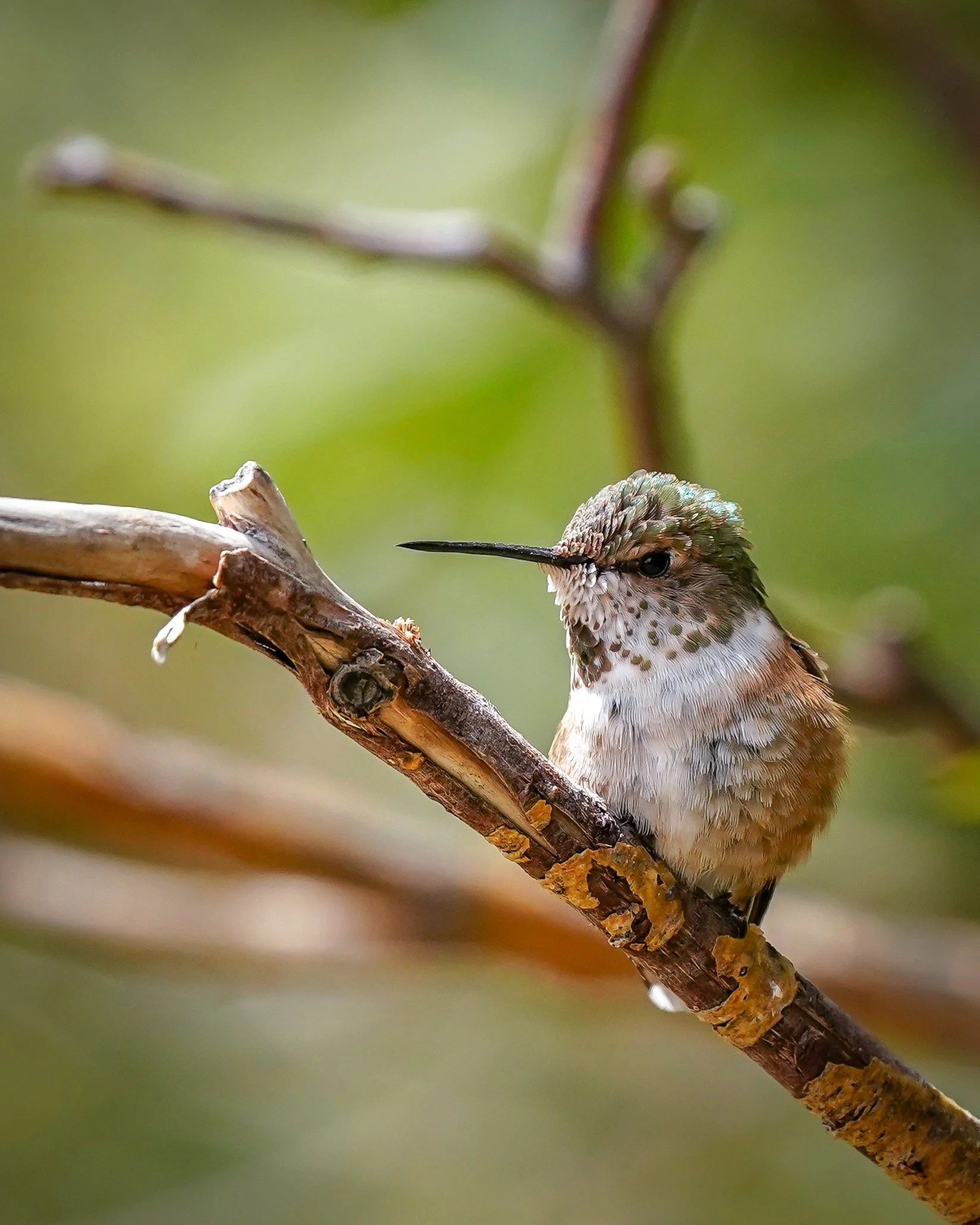 Rufous Hummingbird (young male)