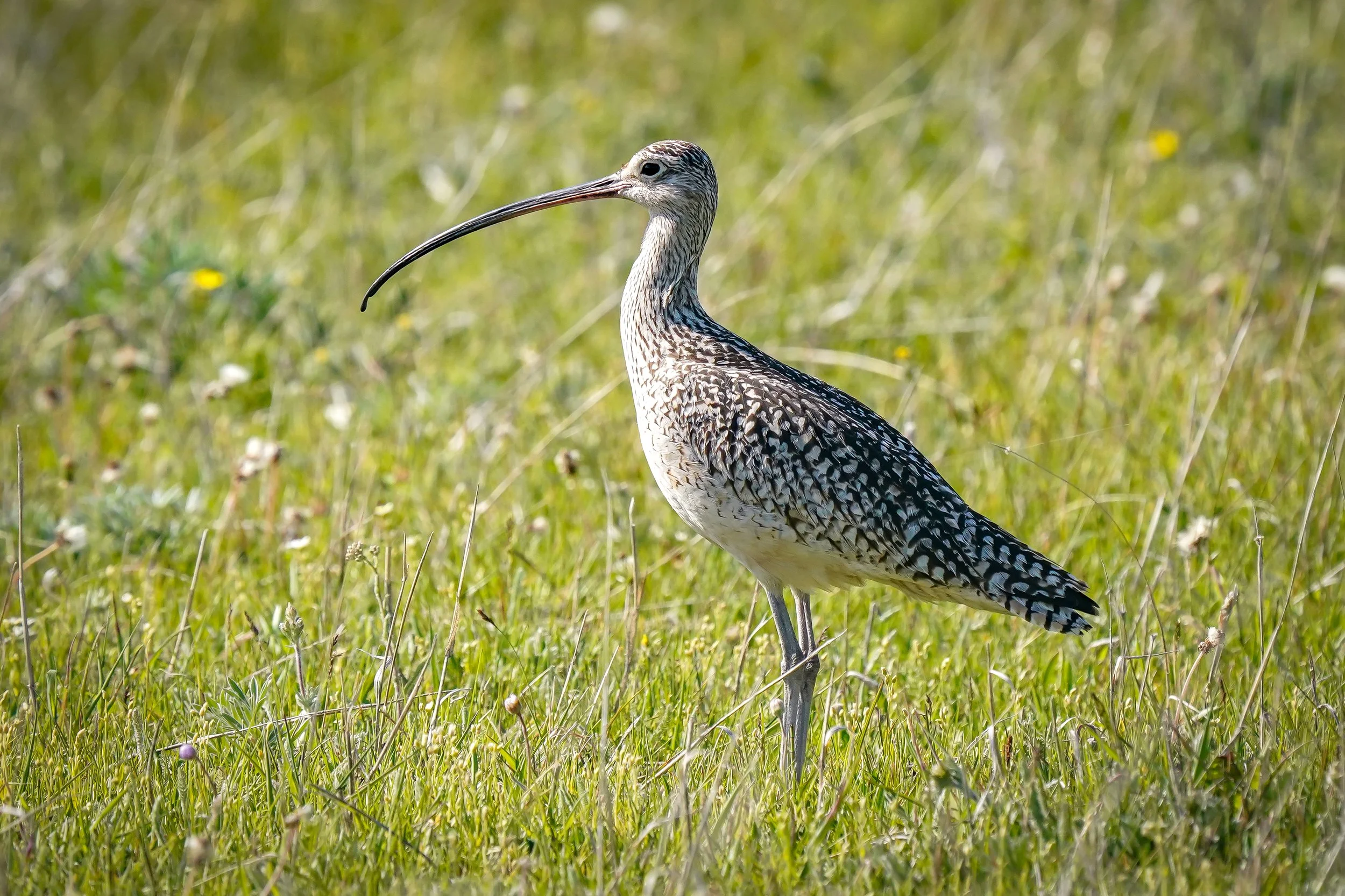 Long-billed Curlew