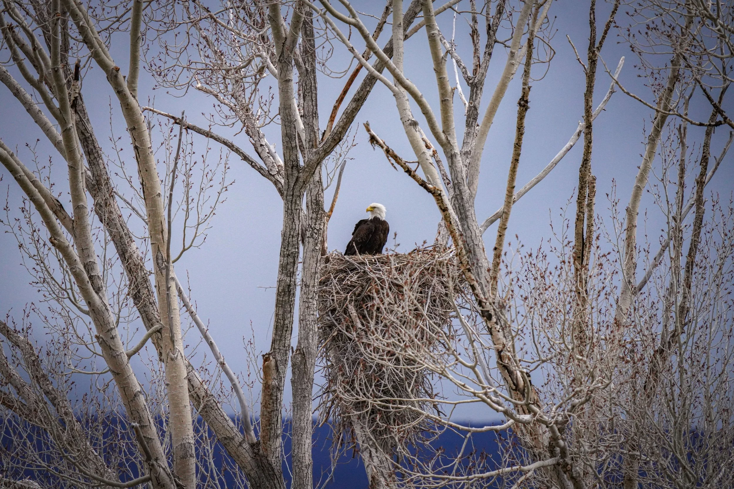 Bald Eagle