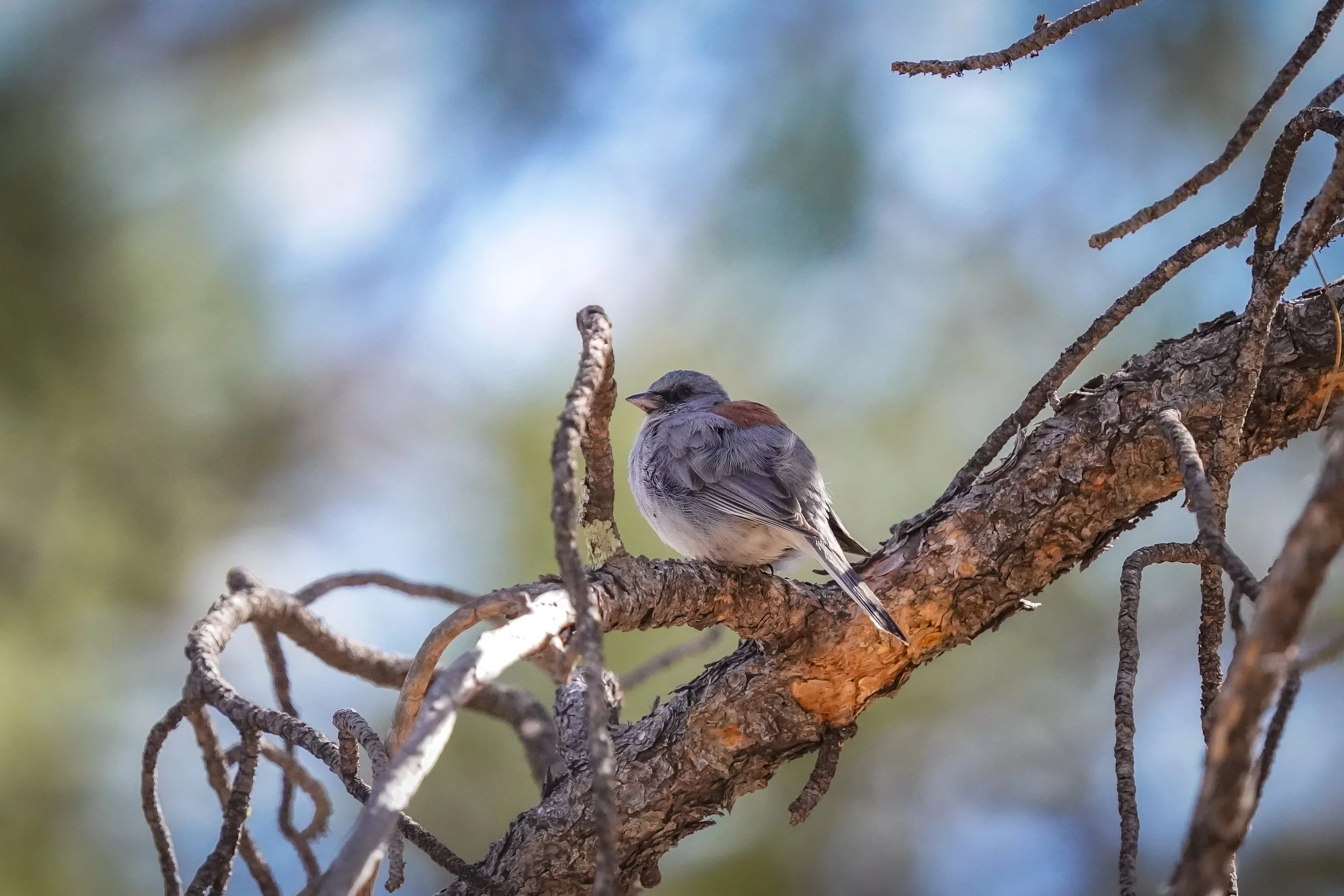 Dark-eyed junco