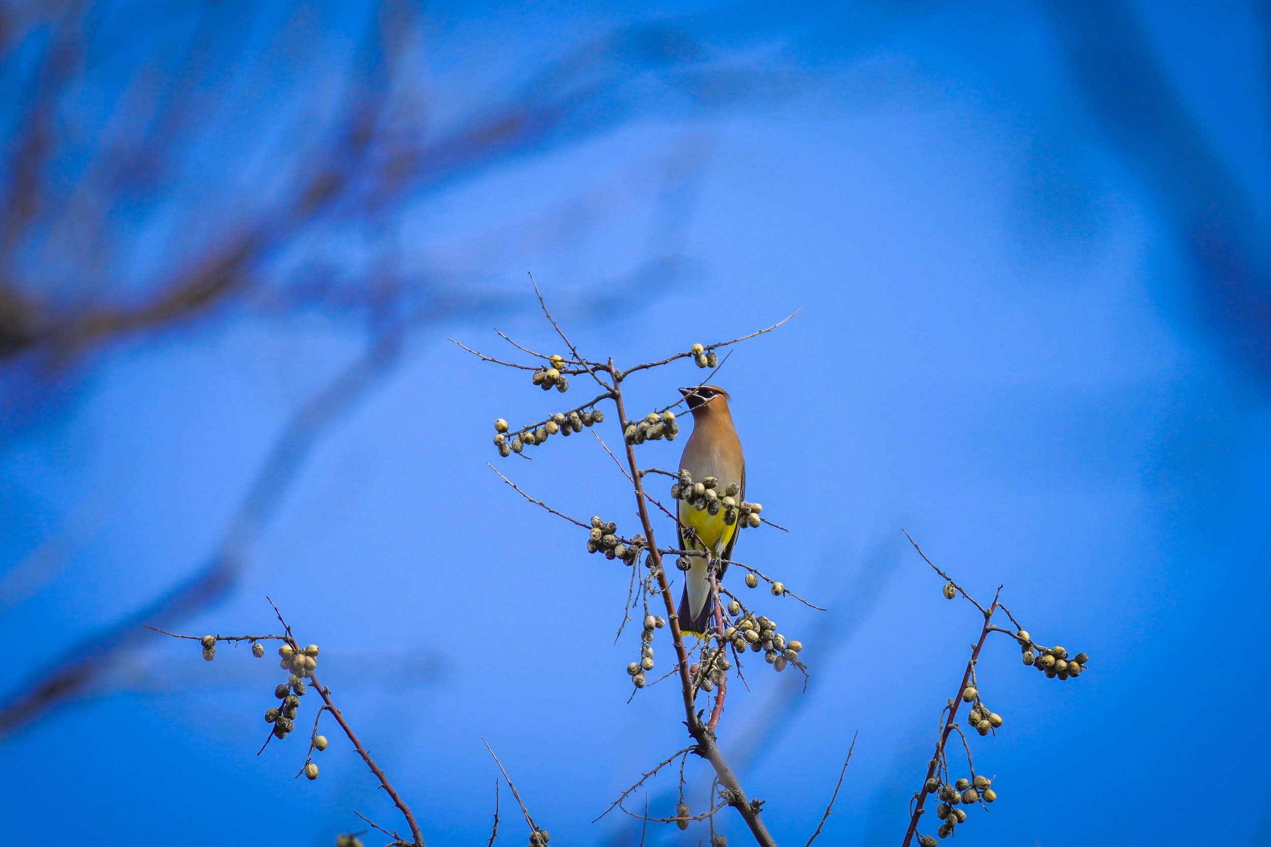 Cedar Waxwing