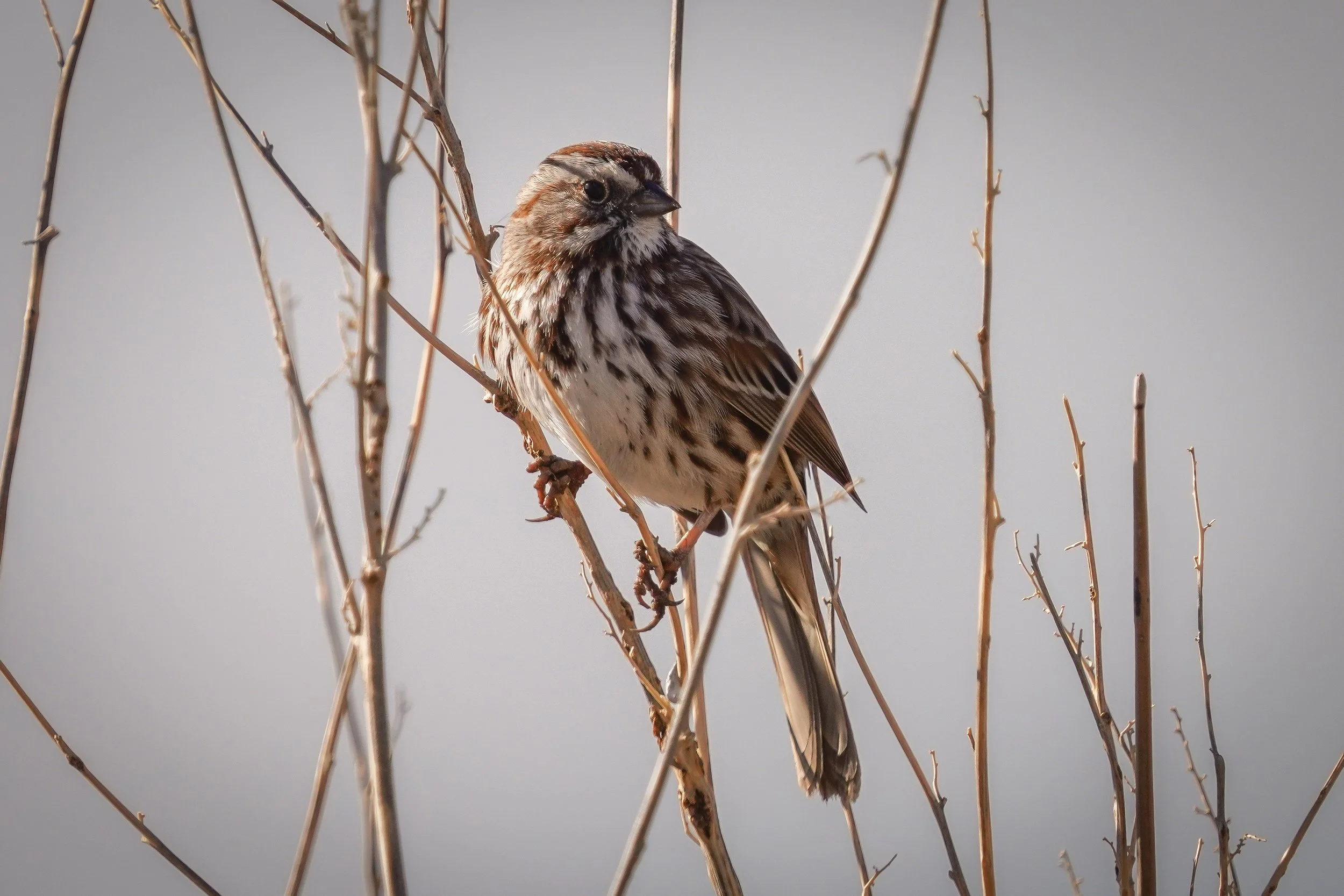 Lots of Song Sparrows
