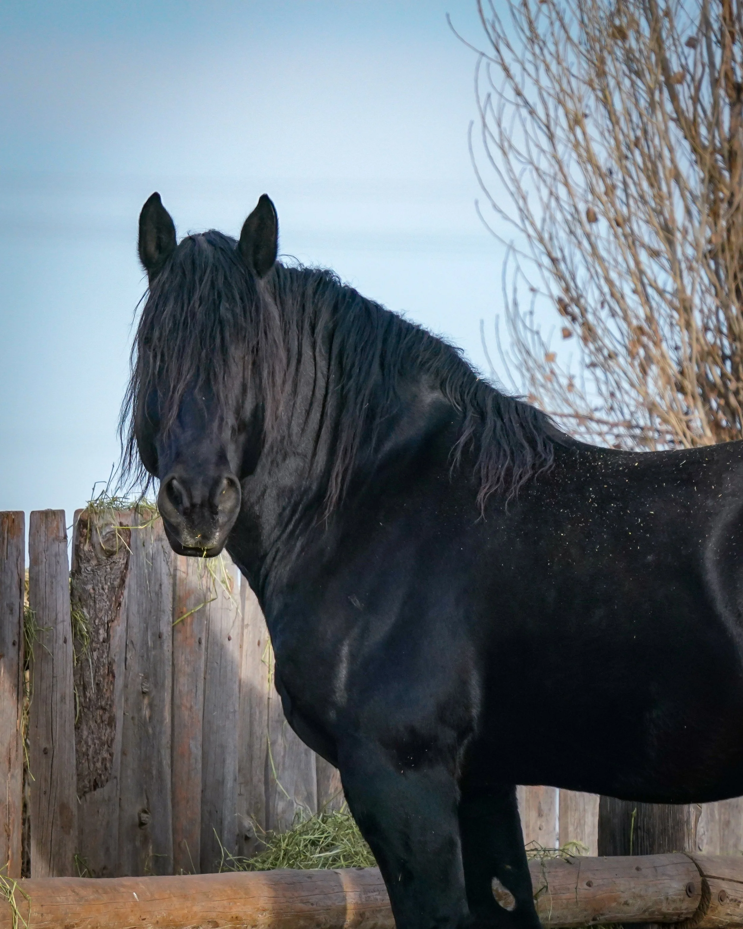 Beautiful black stud
