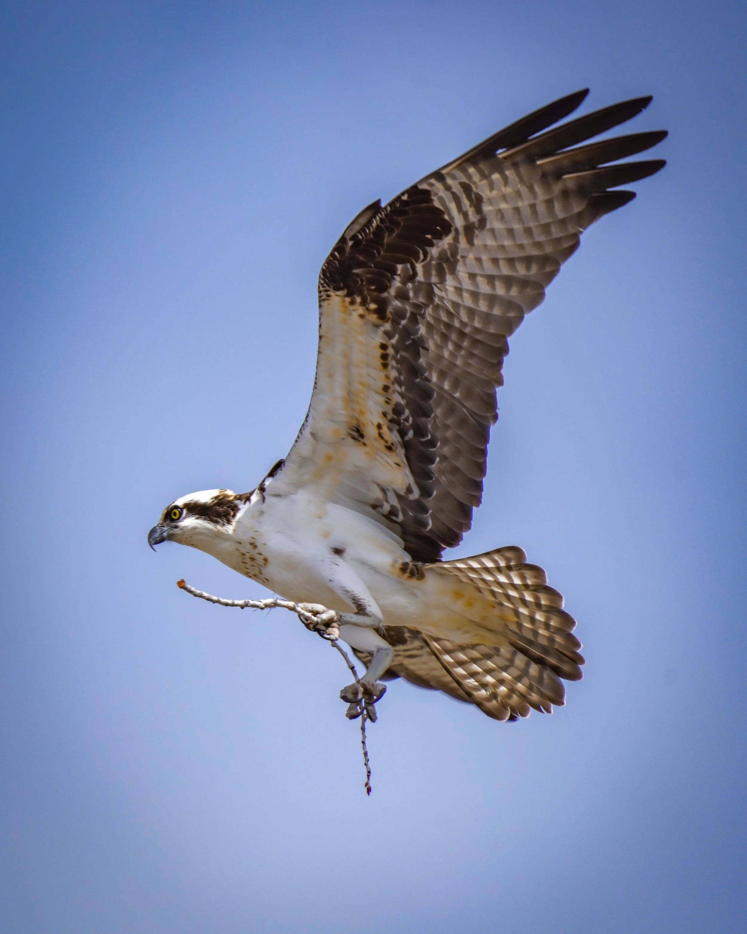 It was busy bringing sticks to its sizeable nest