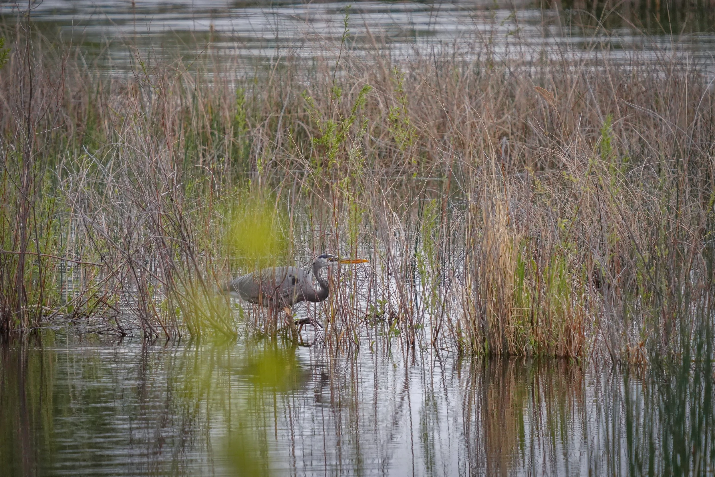 Great Blue Heron