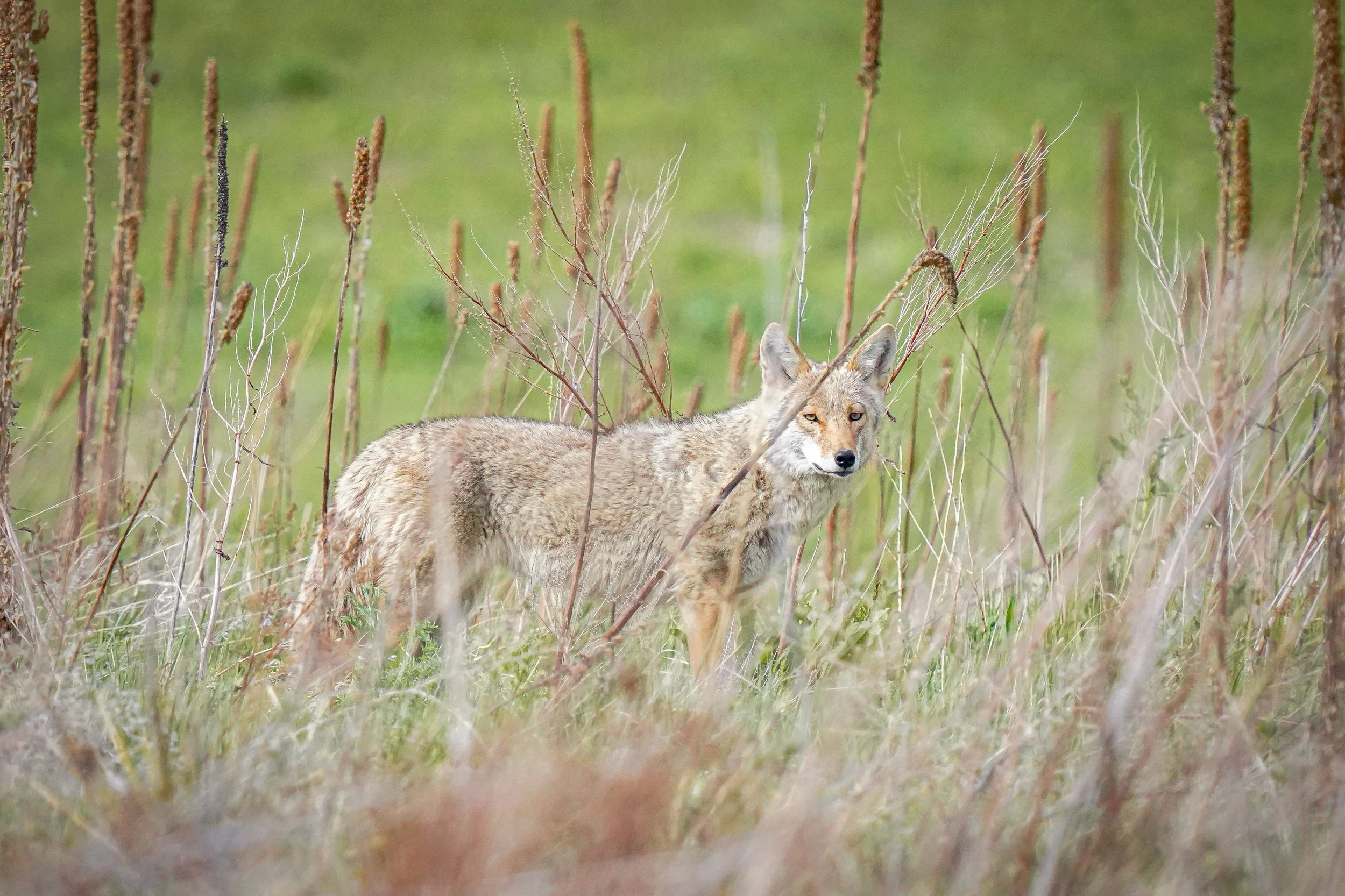 Coyote stalking prairie dogs